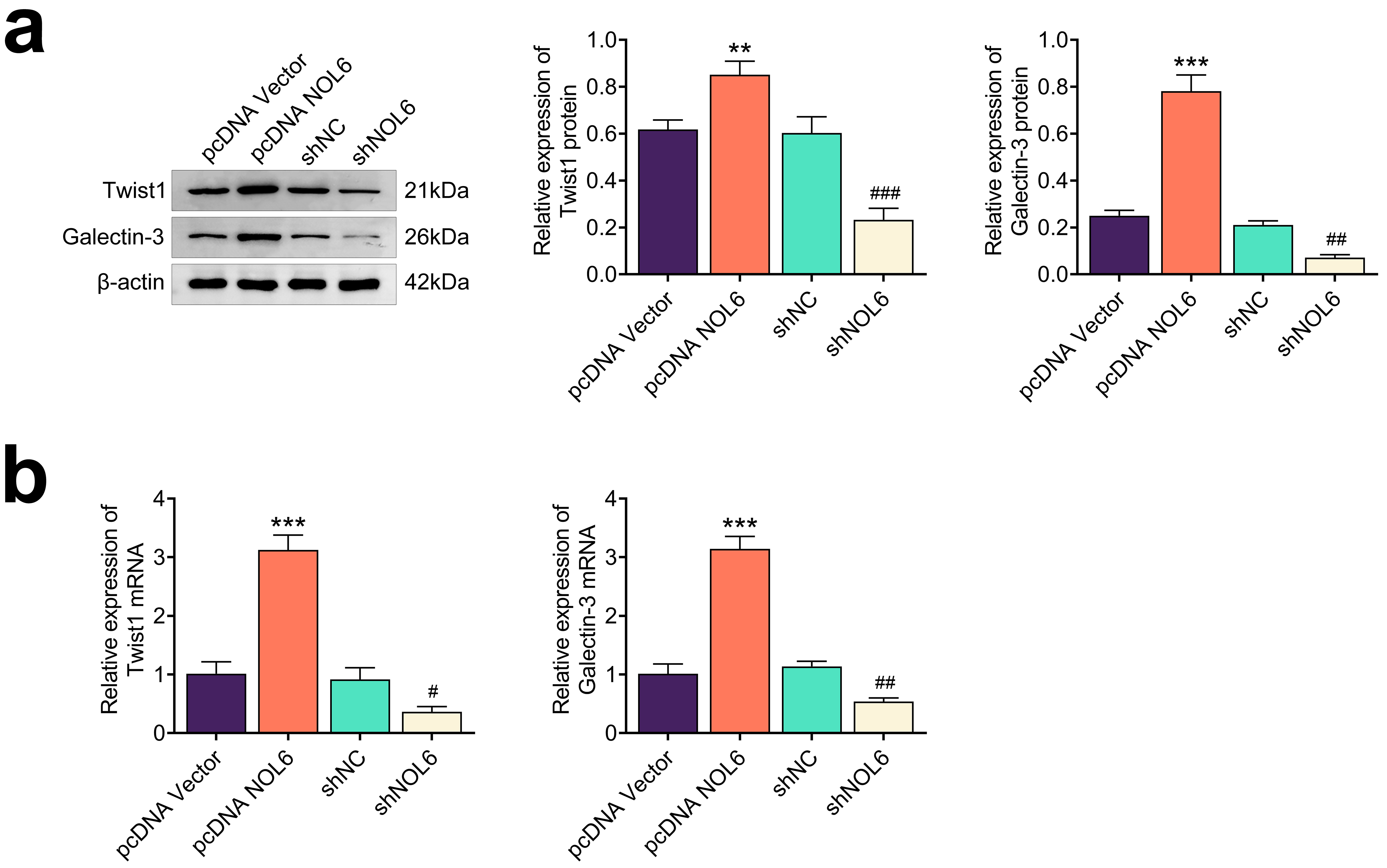 NOL6 Promotes Tumor Progression by Facilitating Cancer Cell