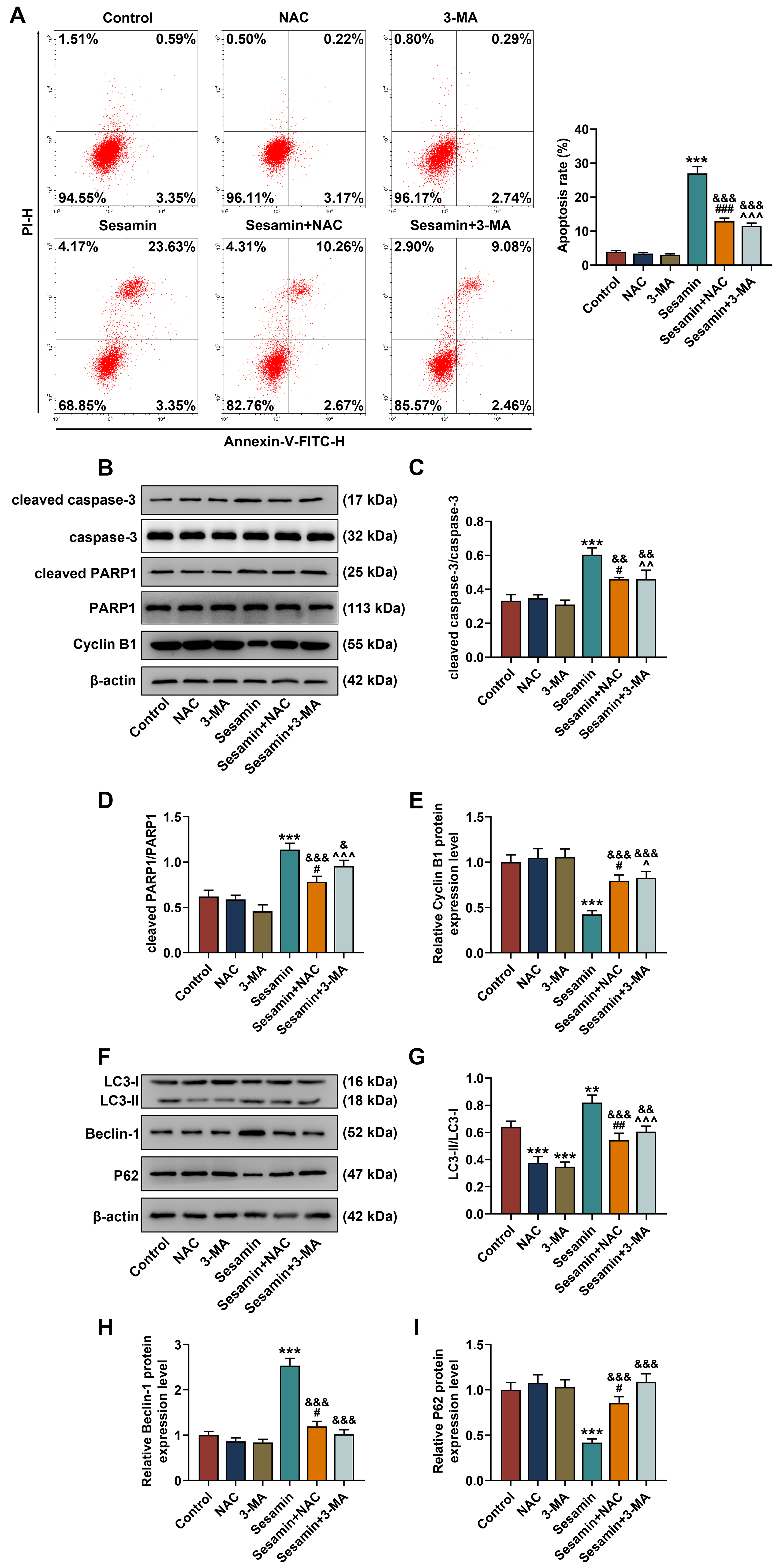 Sesamin Exerts Anti-Tumor Activity in Nasopharyngeal