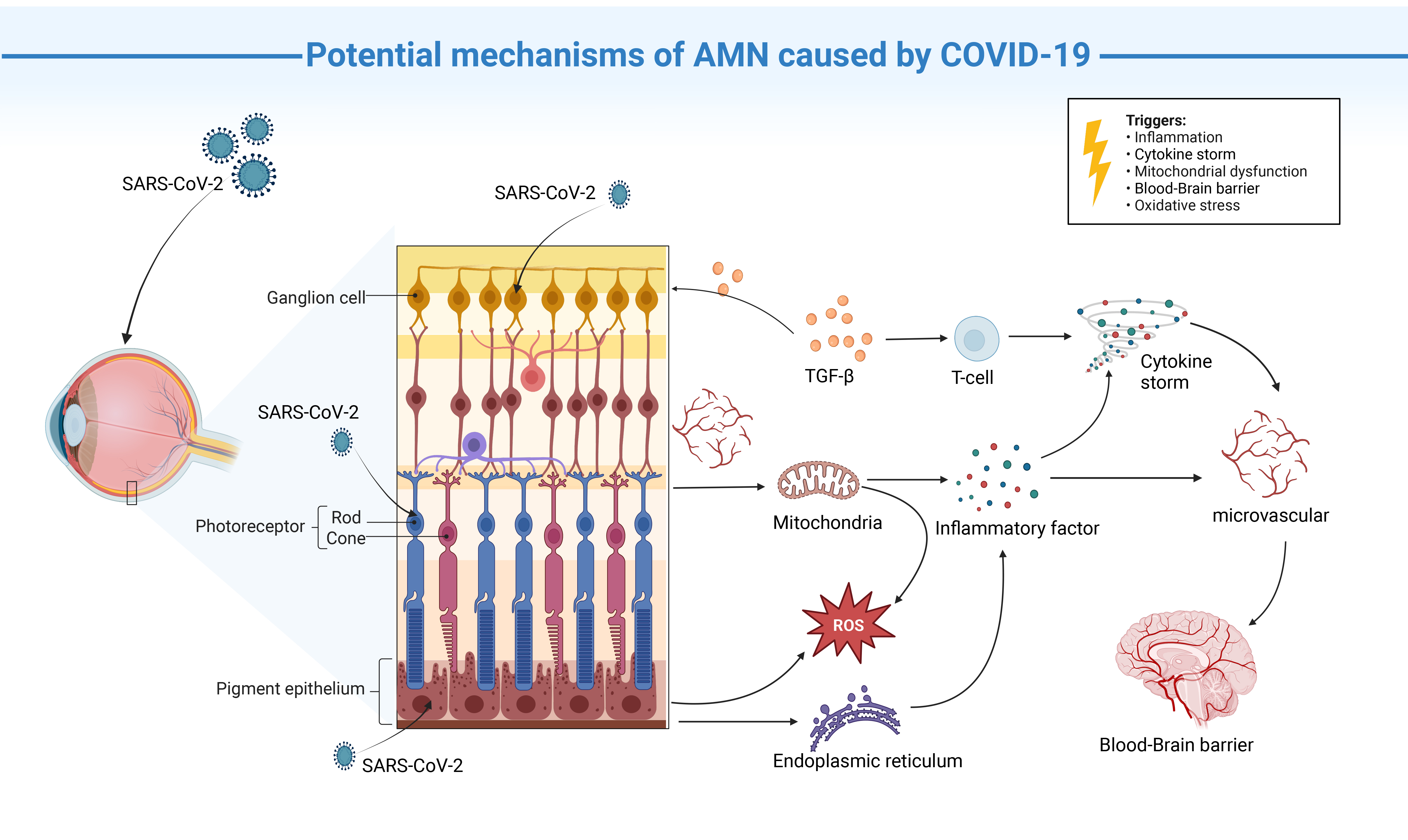 Acute Macular Neuroretinopathy Mediated by COVID-19