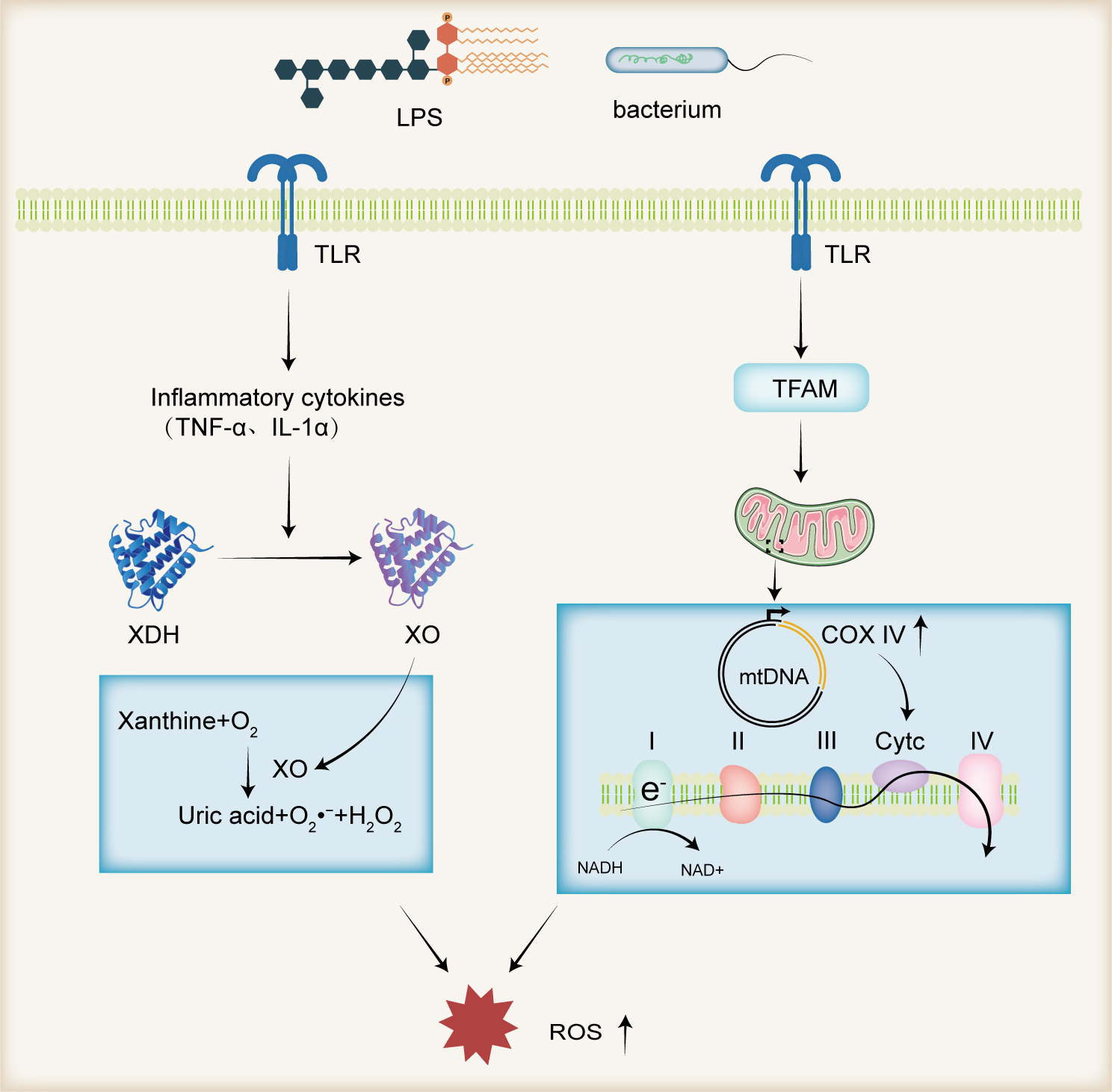 専用ページ(B) Deciphering the Role of Oxidative Stress in Male Infertility
