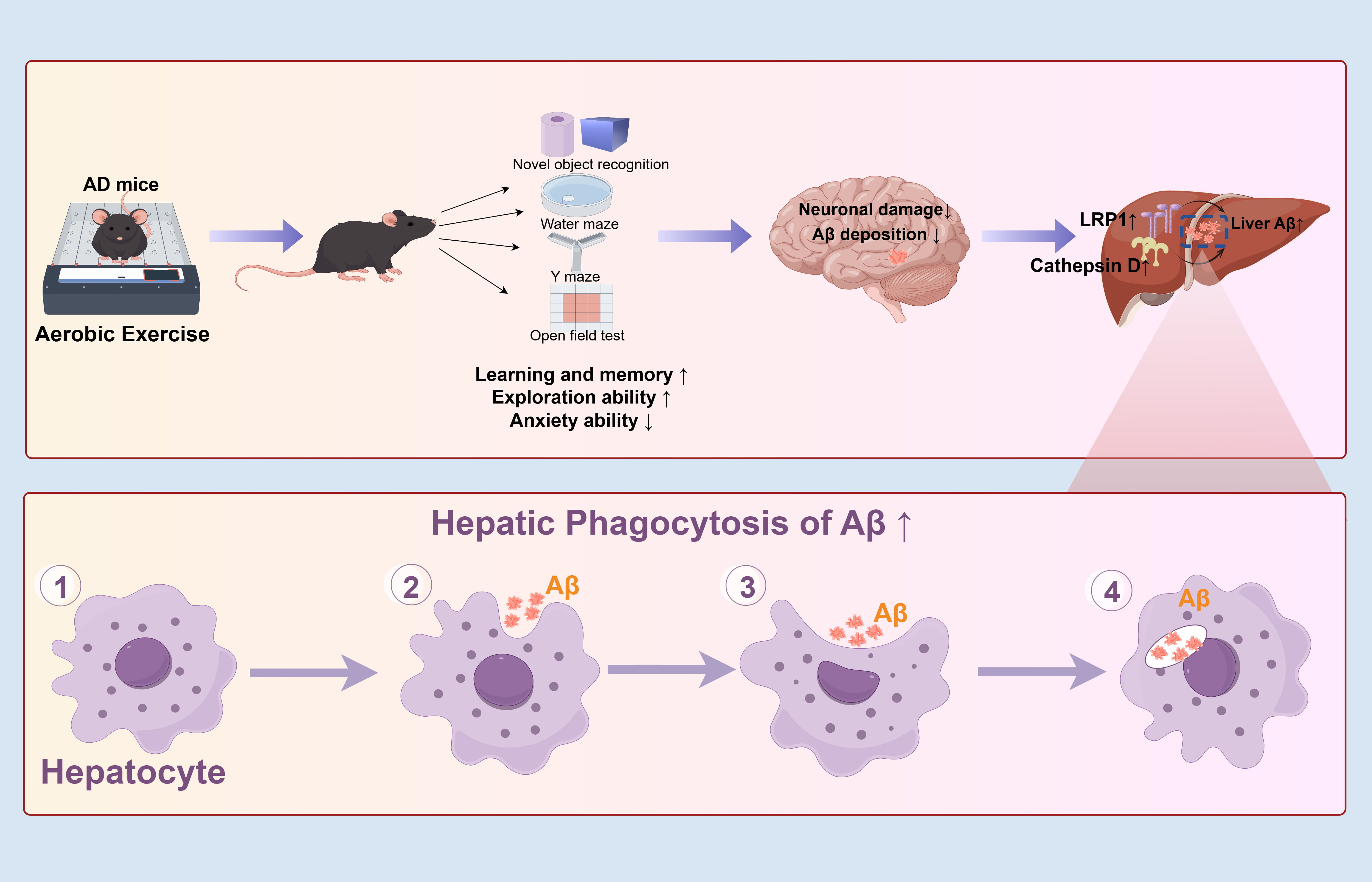 Aerobic Exercise Ameliorates Alzheimer's Disease-Like