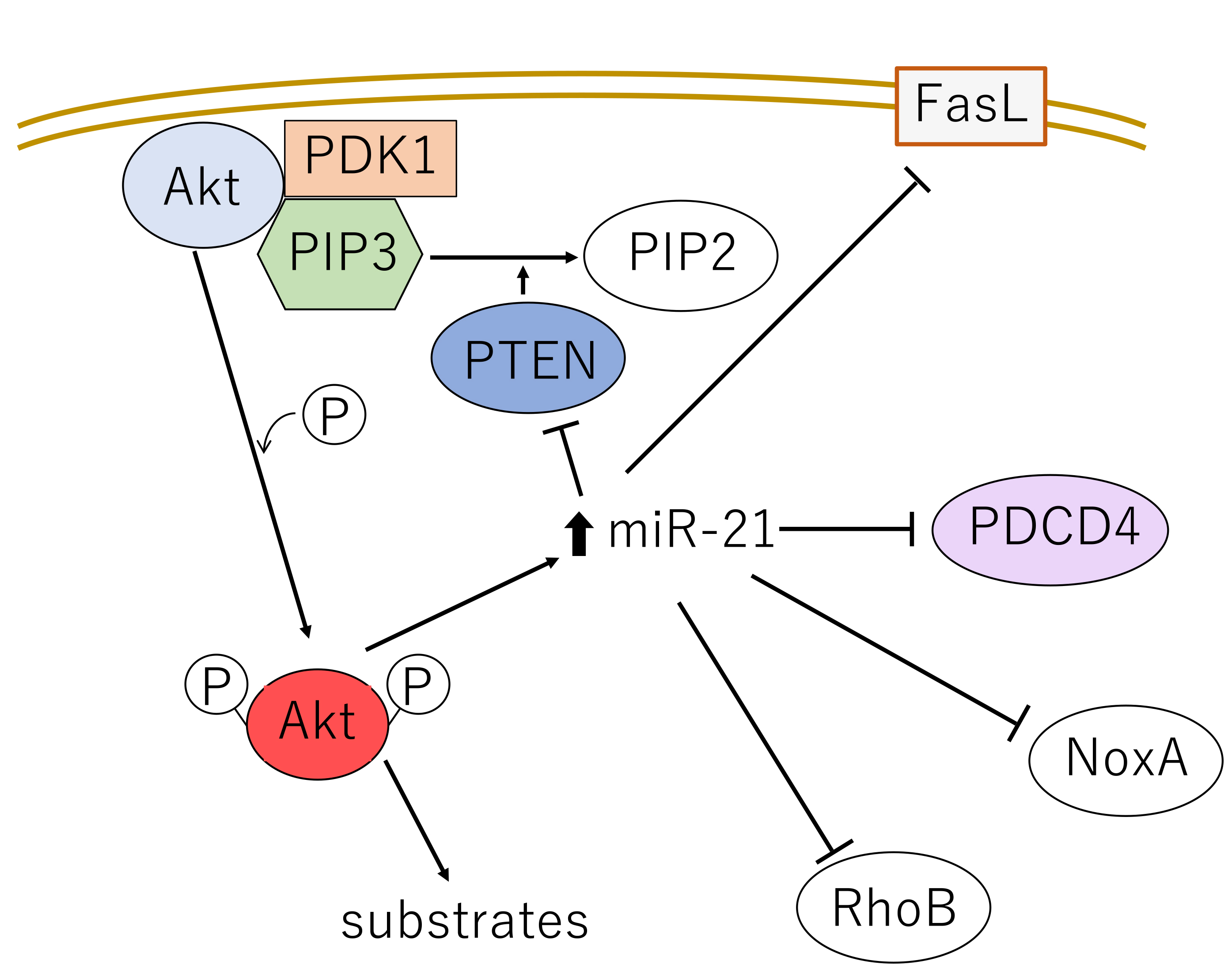 AKT: A Central Node in Complex Signaling Cascades