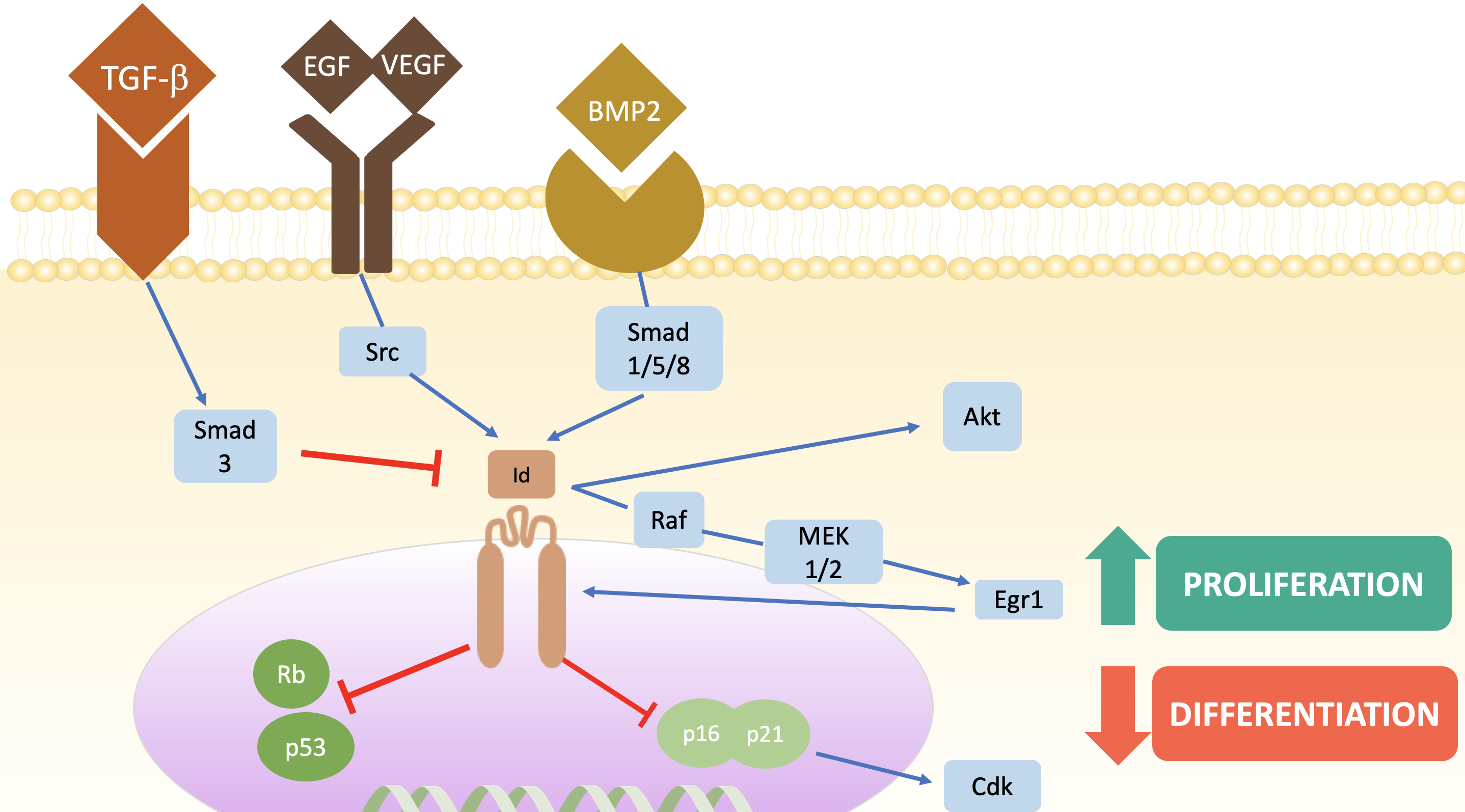 Epigenetic Mechanisms in Neuroendocrine Neoplasms: Is There