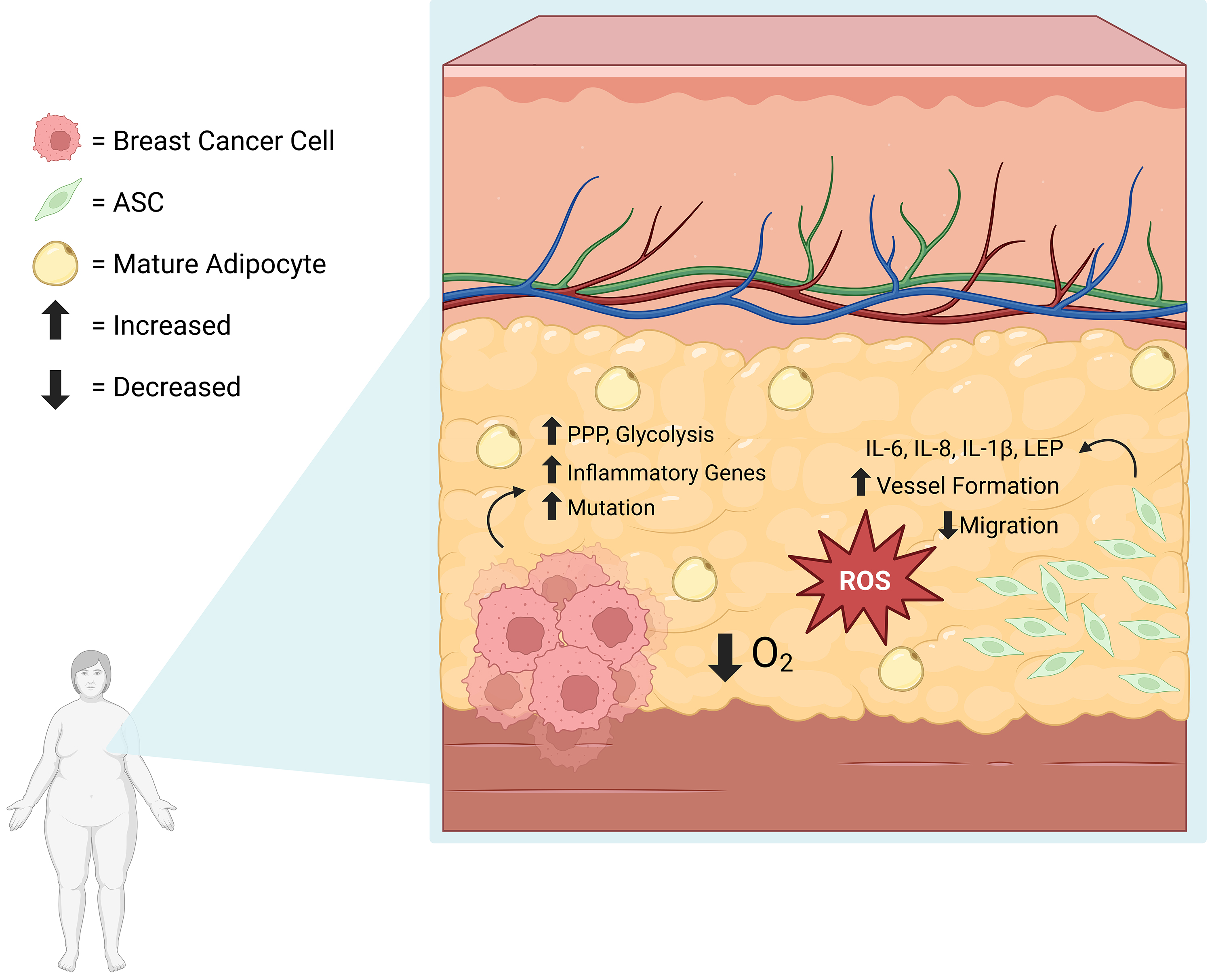 Adipose Stromal Cell Heterogeneity and Trafficking