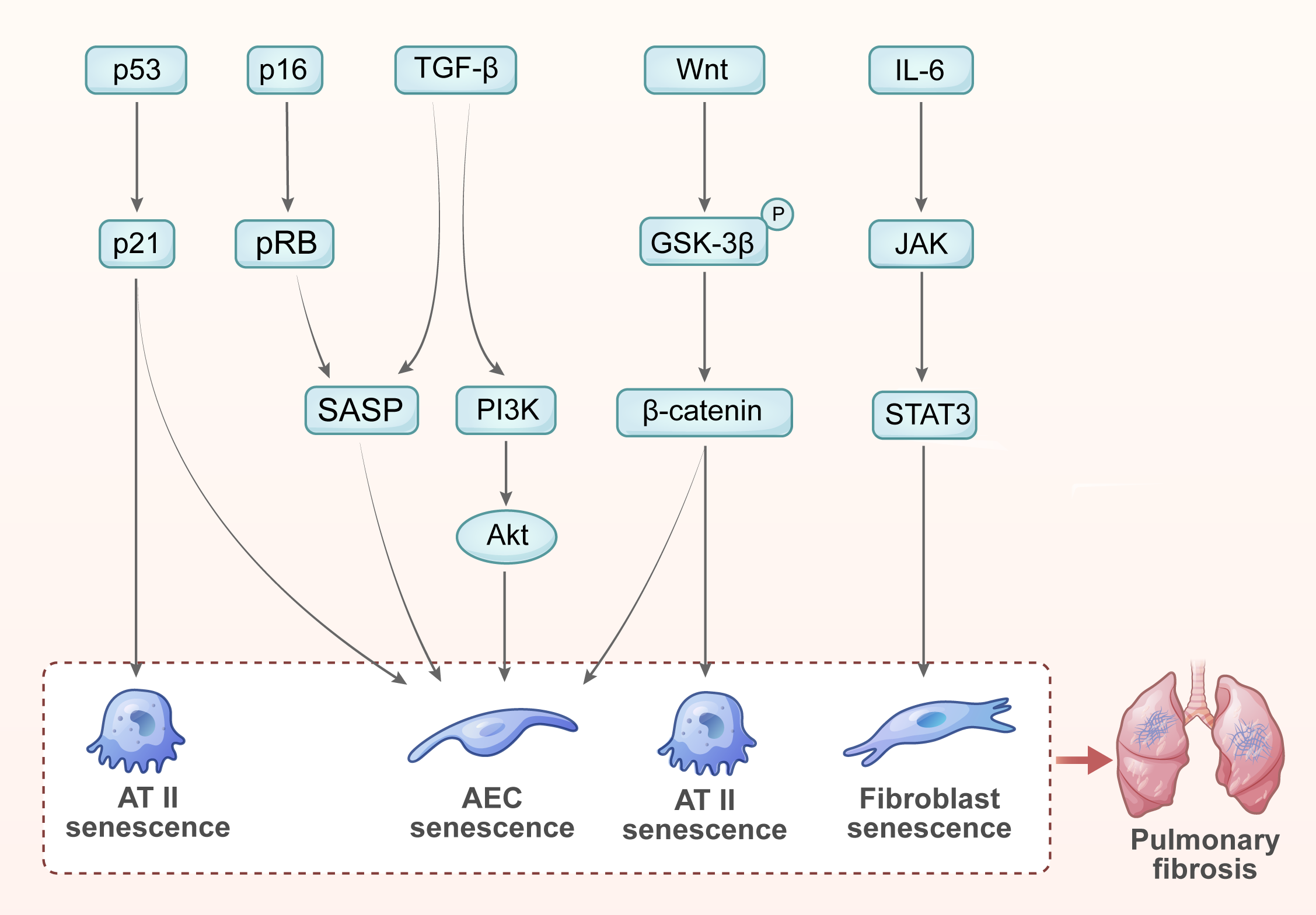 ha様 NLRP3 inflammasome in neuroinflammation and central nervous