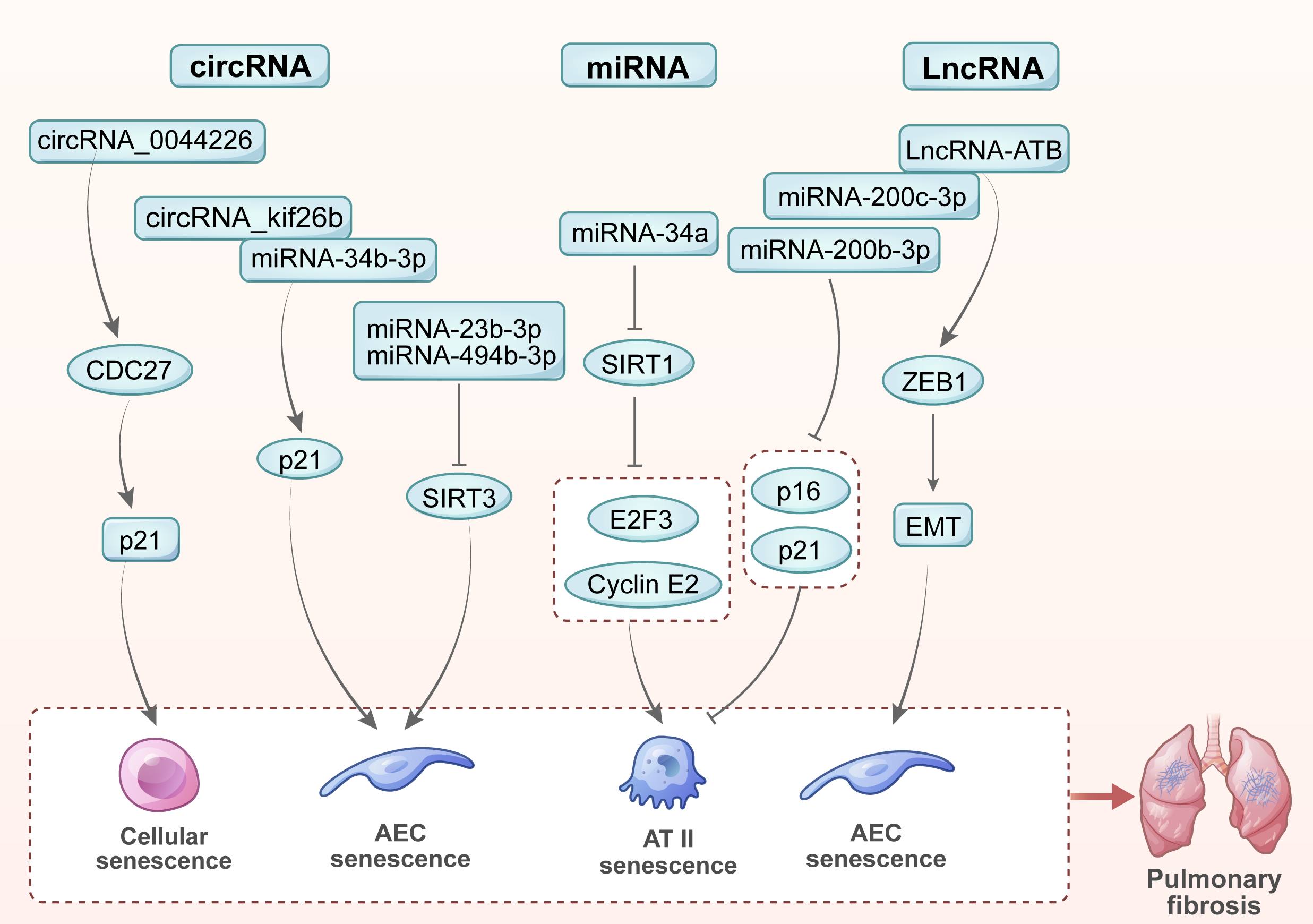 Cellular Senescence: A Pathogenic Driver for Pulmonary Fibrosis