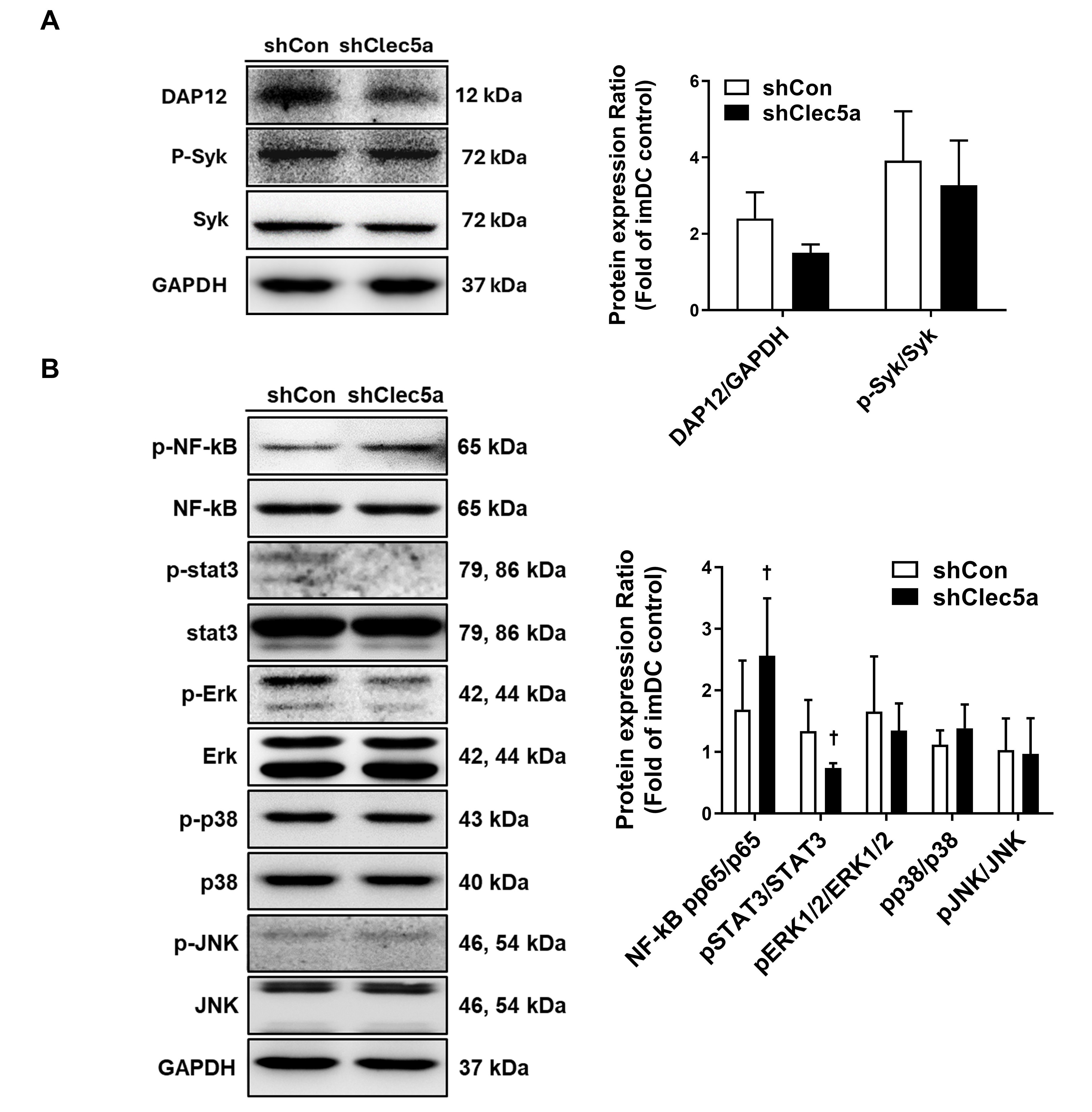 Dendritic Cells Induce Clec5a-mediated Immune Modulation in