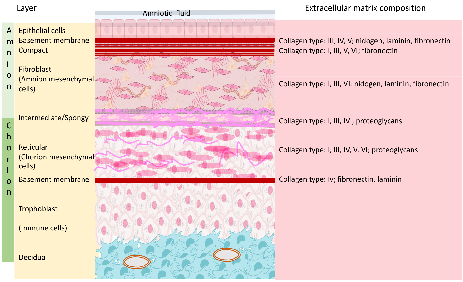 Schematic representation of the 270° release of soft tissues