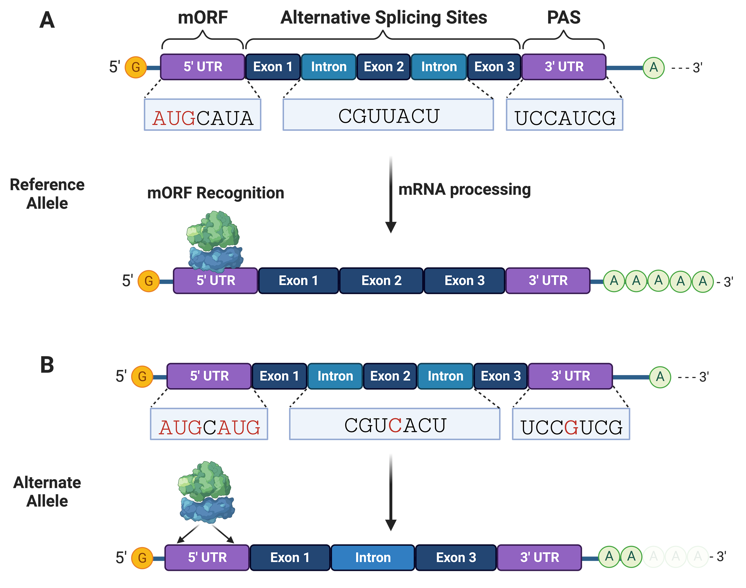Decoding Non-coding Variants: Recent Approaches to Studying Their Role ...