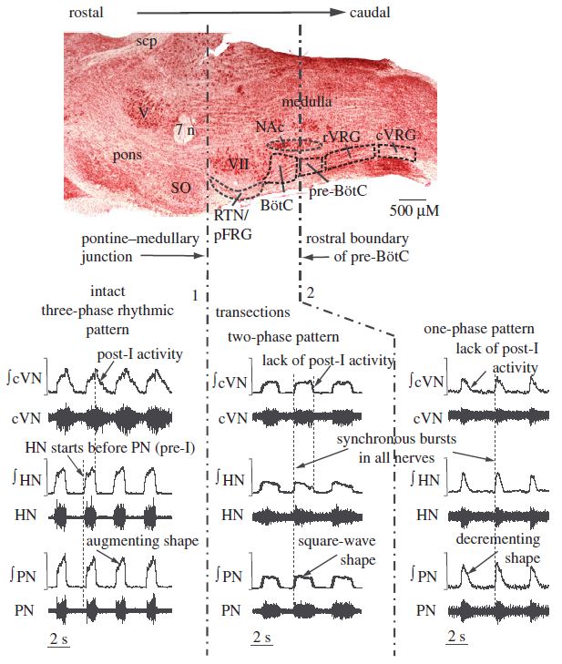 Respiratory rhythm generation and pattern formation oscillators and