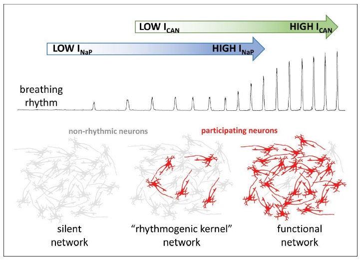 Respiratory rhythm generation and pattern formation oscillators and