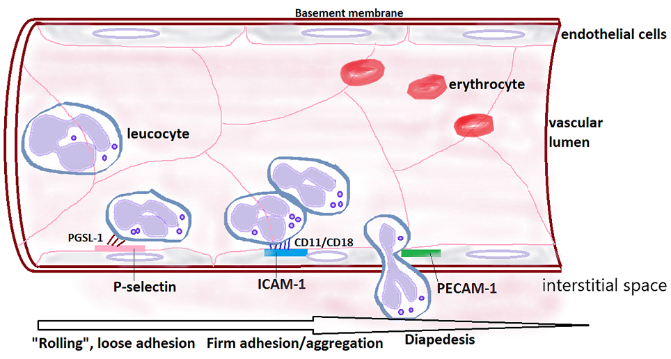 Molecular pathophysiological mechanisms of ischemia