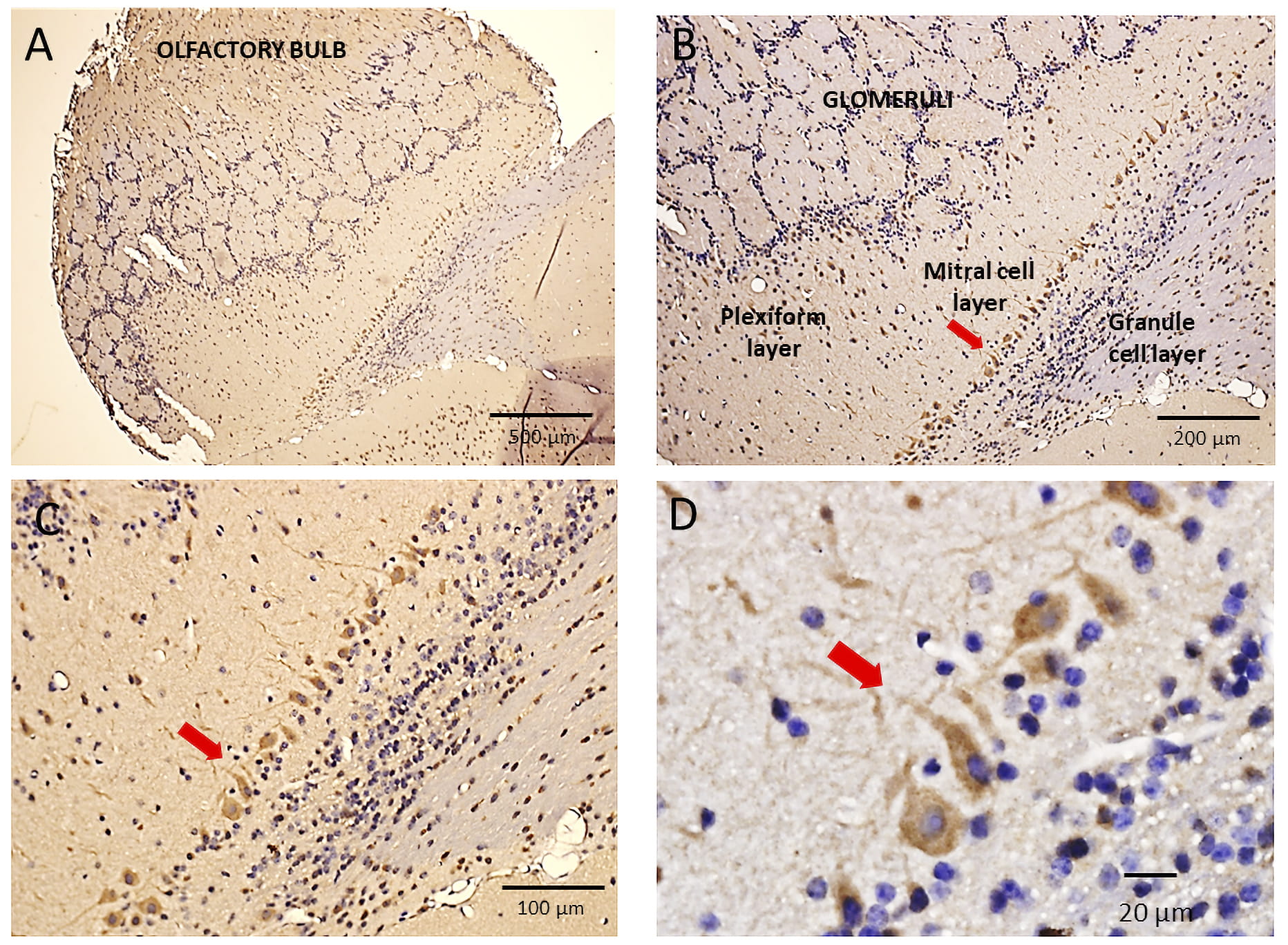 Brown neuroscientists discover neuron type that acts as brain's metronome