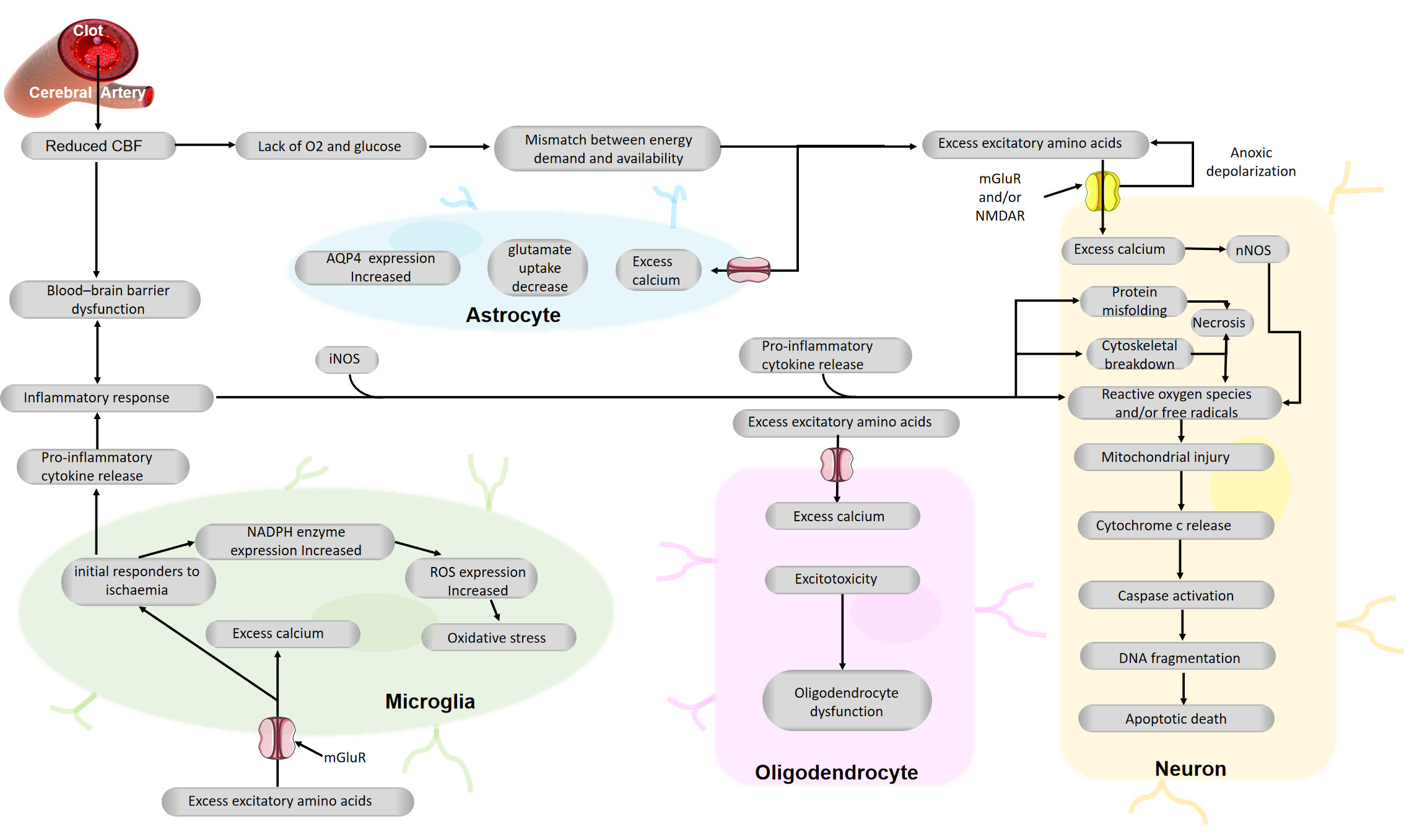 Traditional medicine in China for ischemic stroke: bioactive components,  pharmacology, and mechanisms