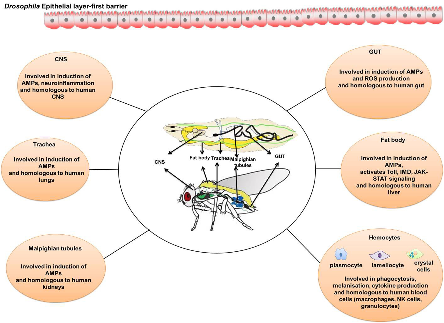 3 Simplified illustration of hemolymph channels in the tibia of a