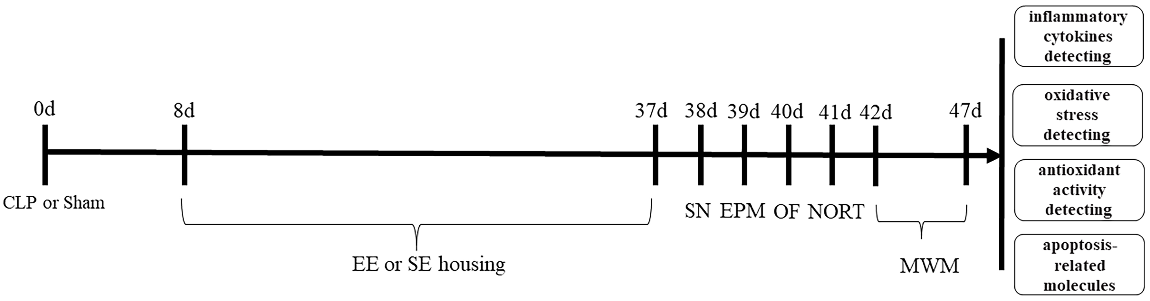 Spatial memory deficits in epileptic mice a. Morris water maze task.