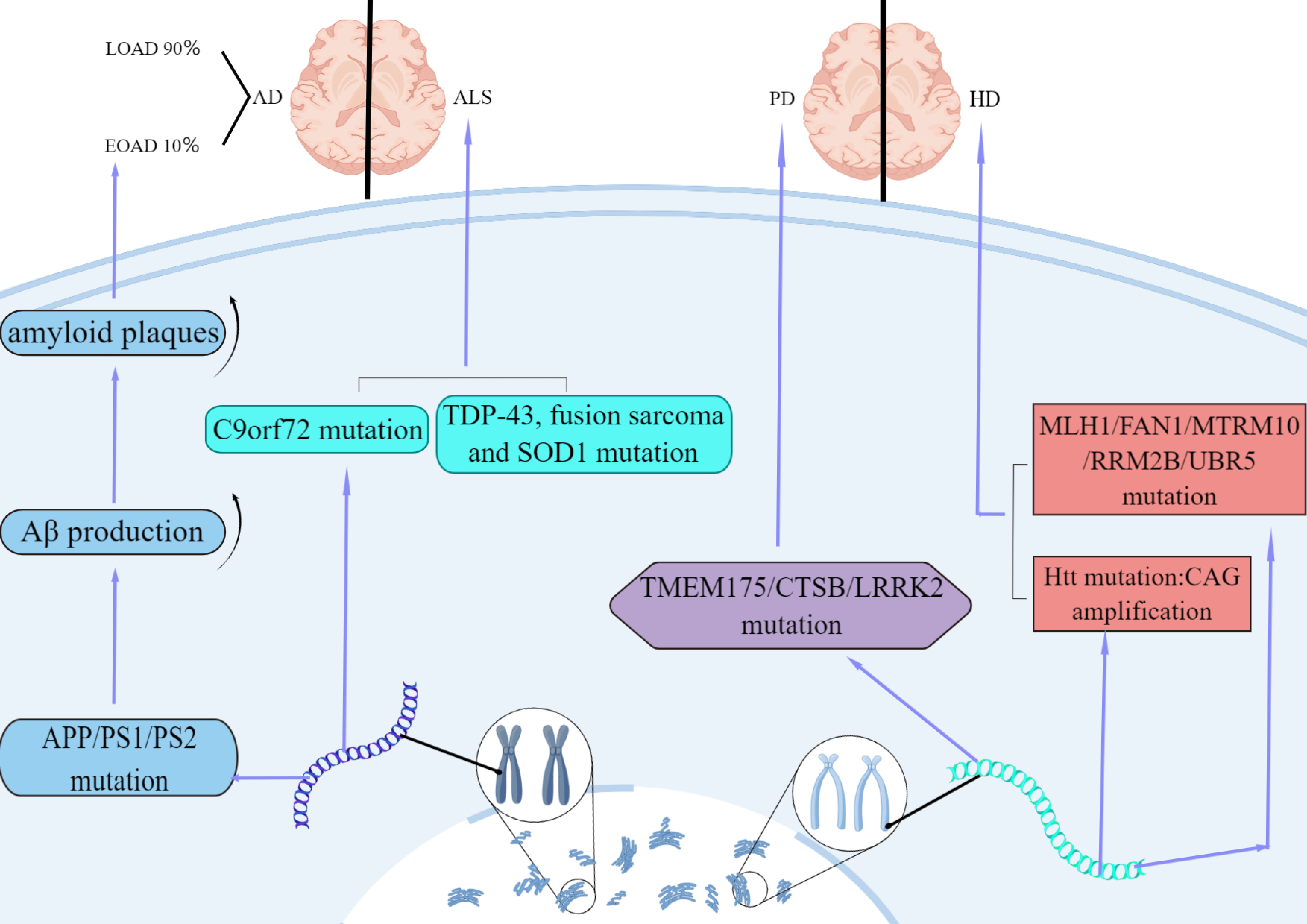 New insights into the genetic etiology of Alzheimer's disease and related  dementias