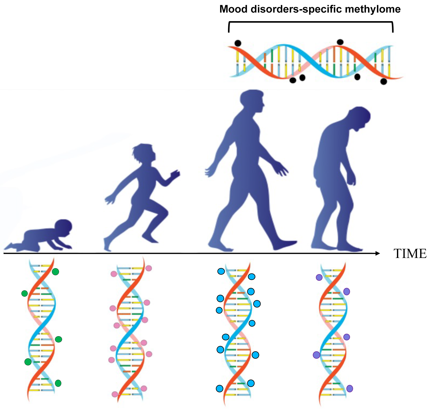 A shared genetic contribution to breast cancer and schizophrenia