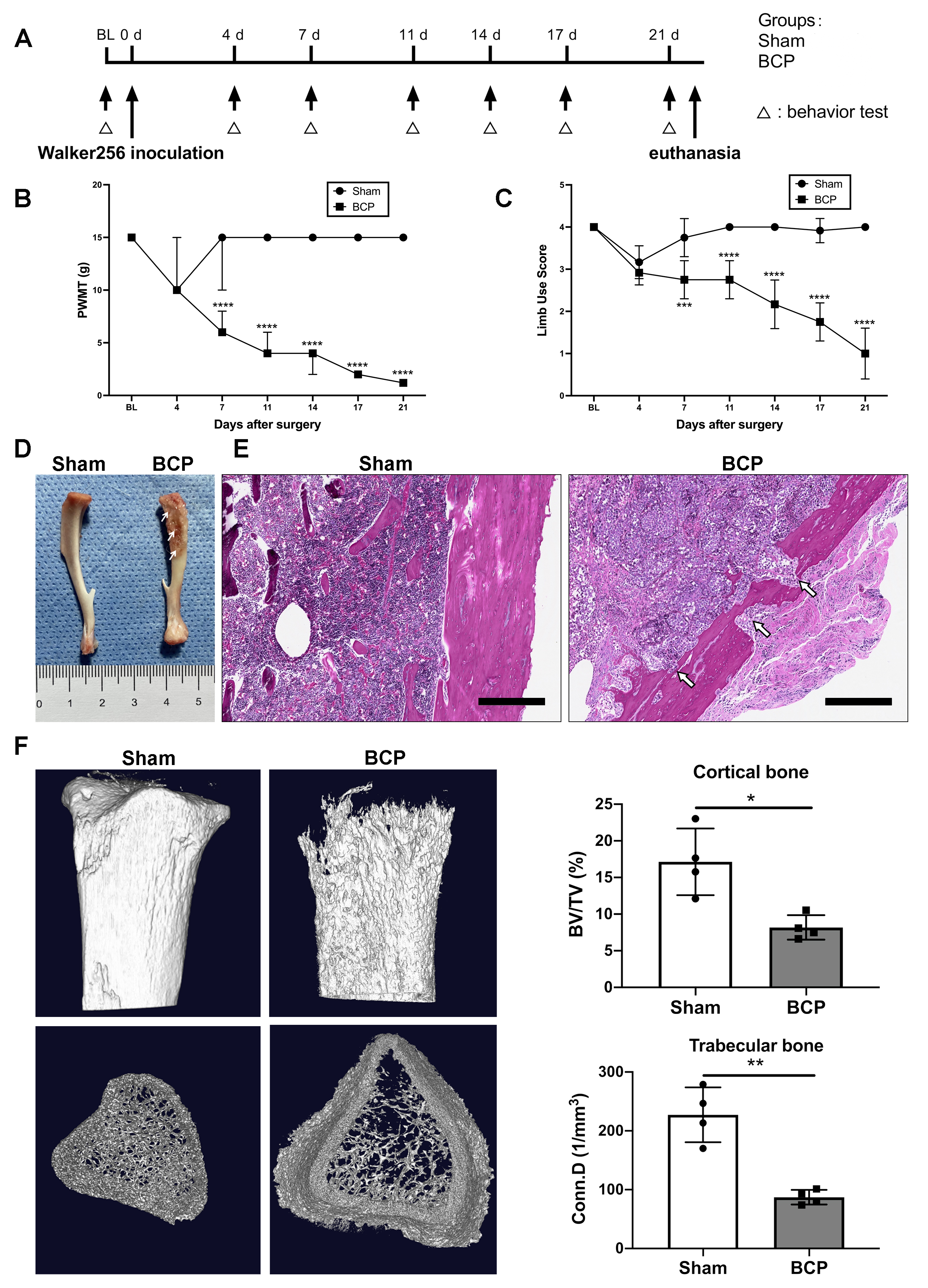 Netrin-1 Role in Nociceptive Neuron Sprouting through Activation 