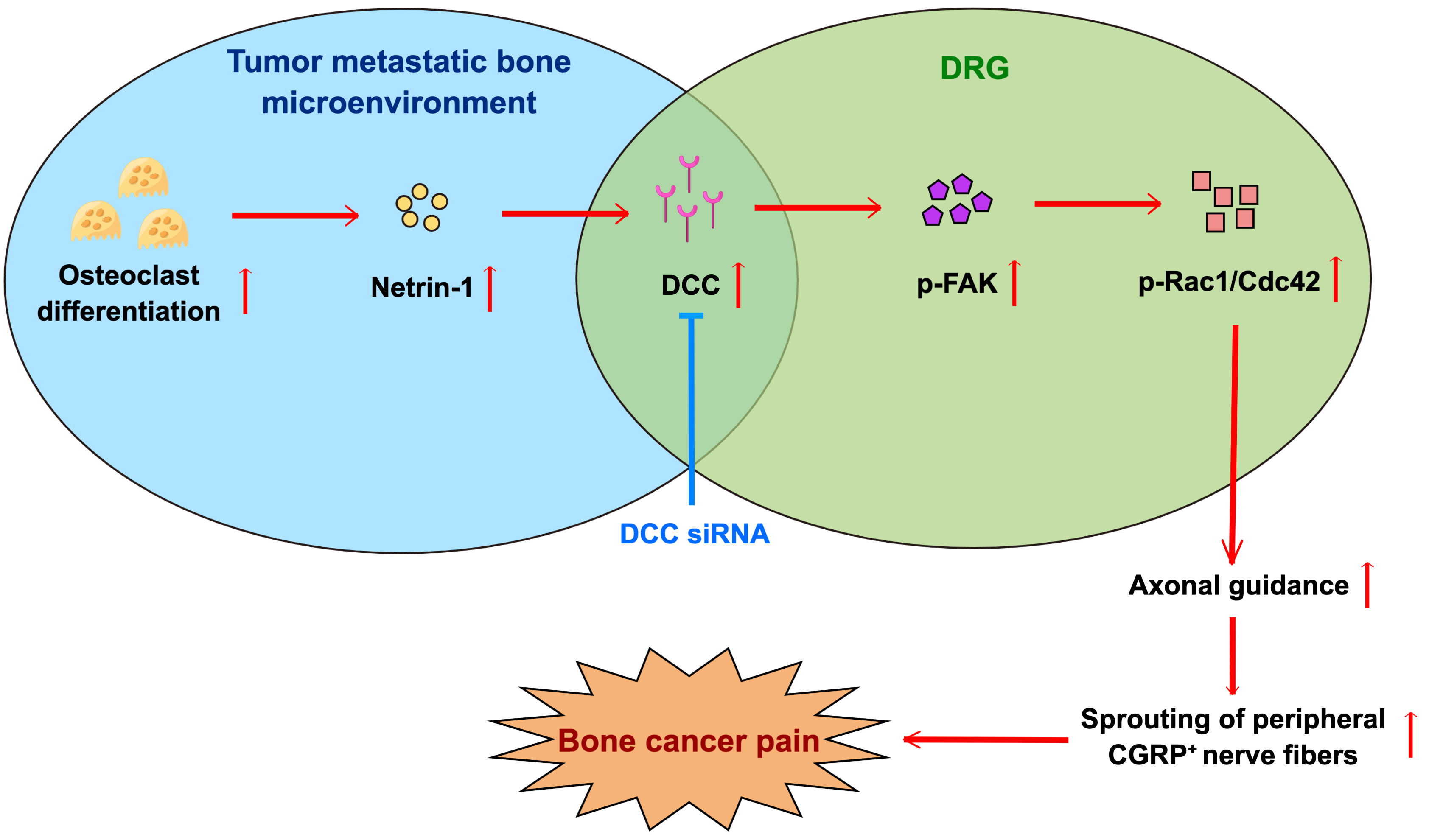 Netrin-1 Role in Nociceptive Neuron Sprouting through