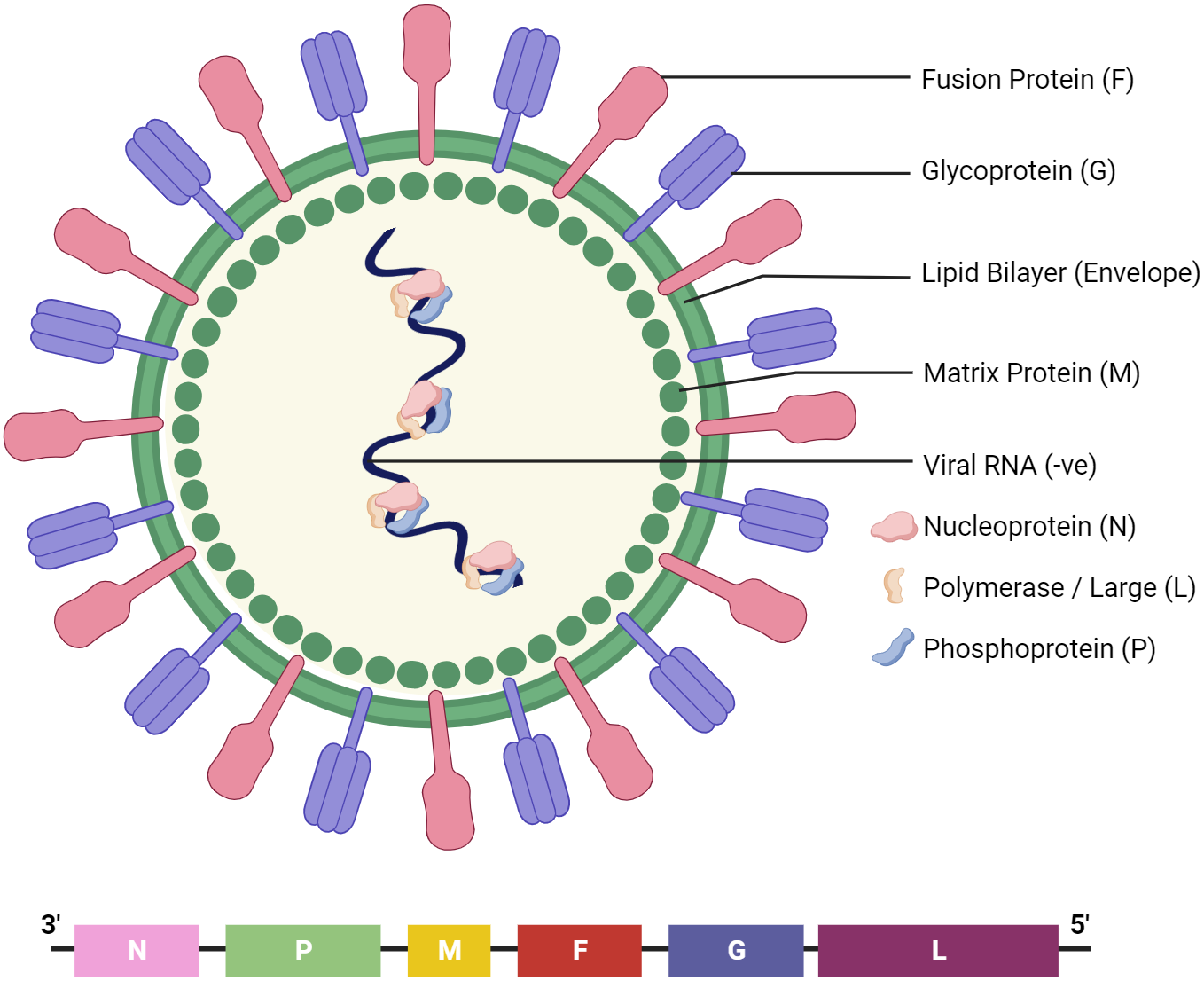 Nipah Virus Neurotropism: Insights into Blood-Brain Barrier Disruption