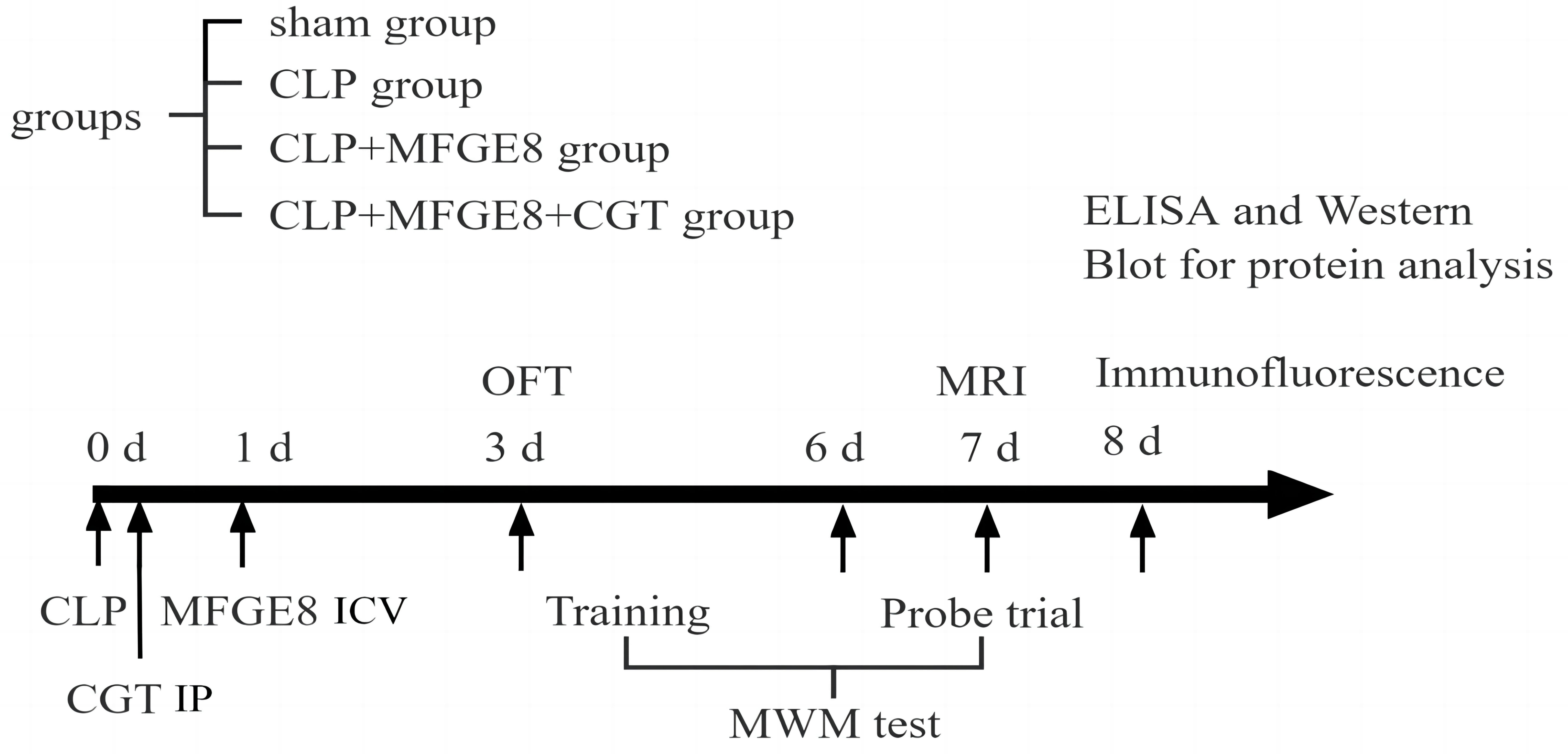 Milk Fat Globule-EGF Factor 8 (MFGE8) Mitigates Cognitive