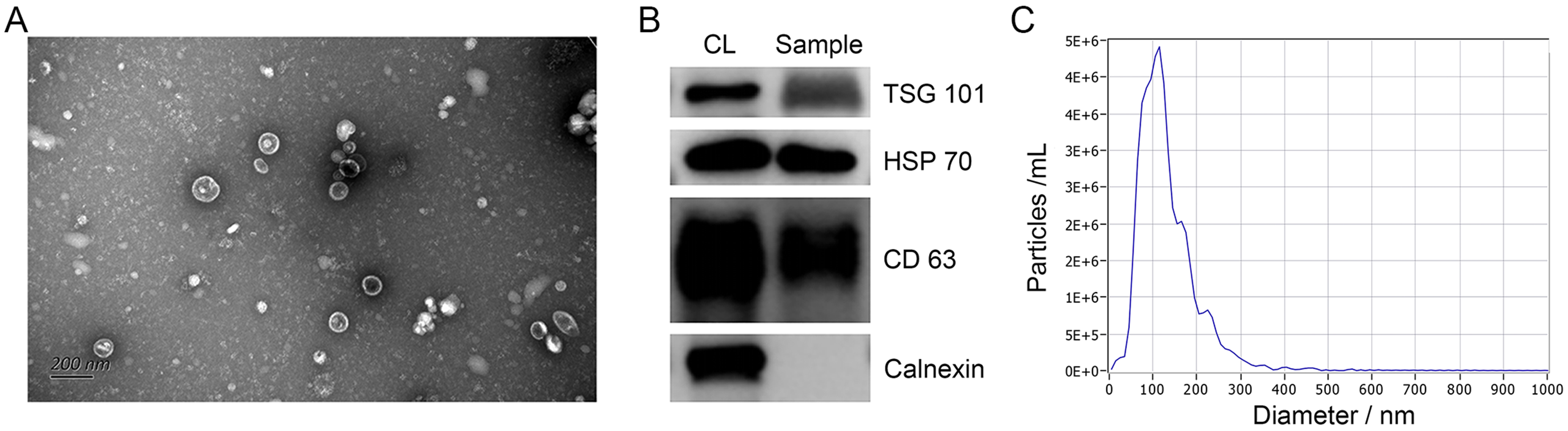 ガルシア The NRF2-p97-NRF2 negative feedback loop - ScienceDirect