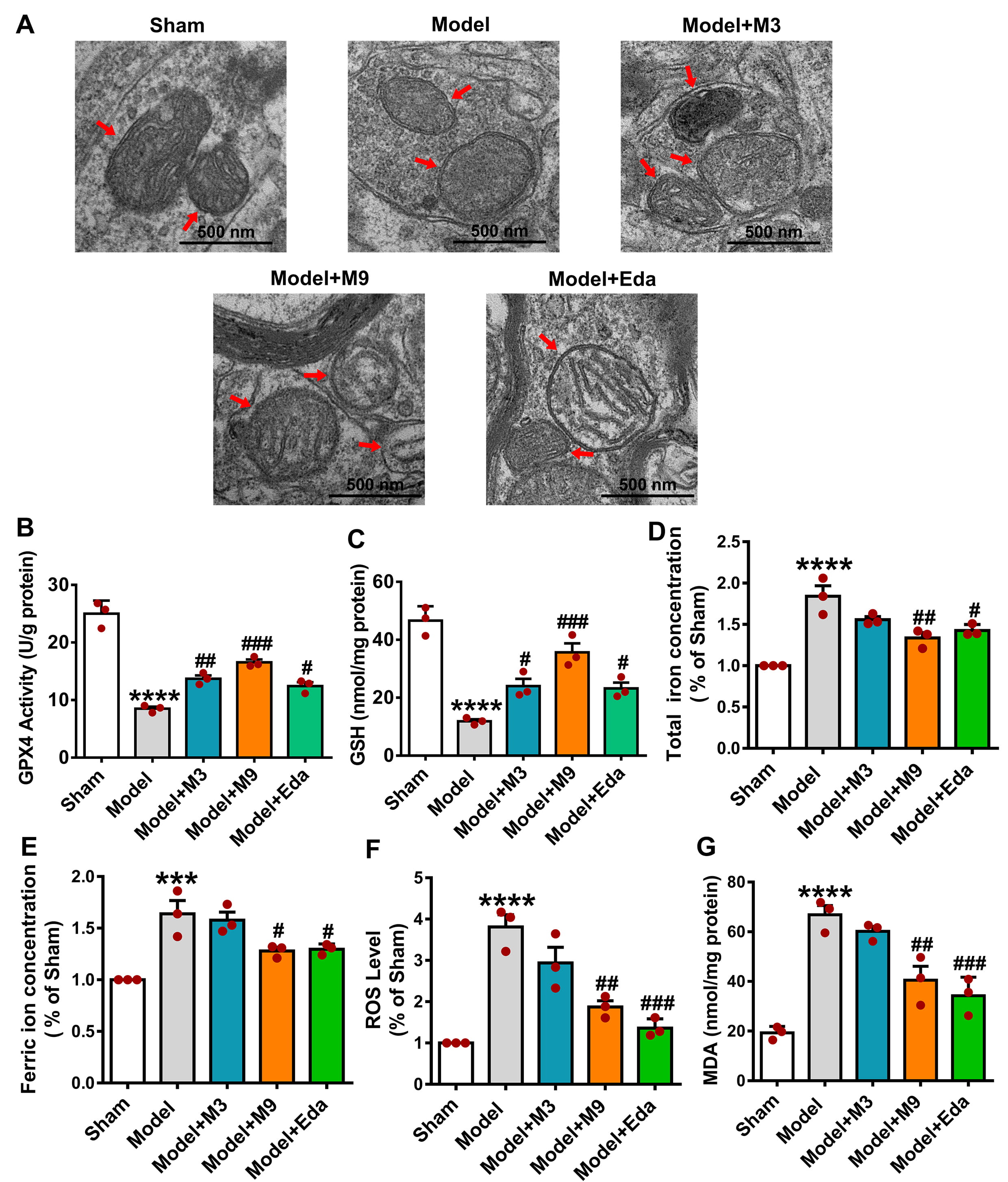 Muscone Protects Against Ferroptosis-Induced Injury in