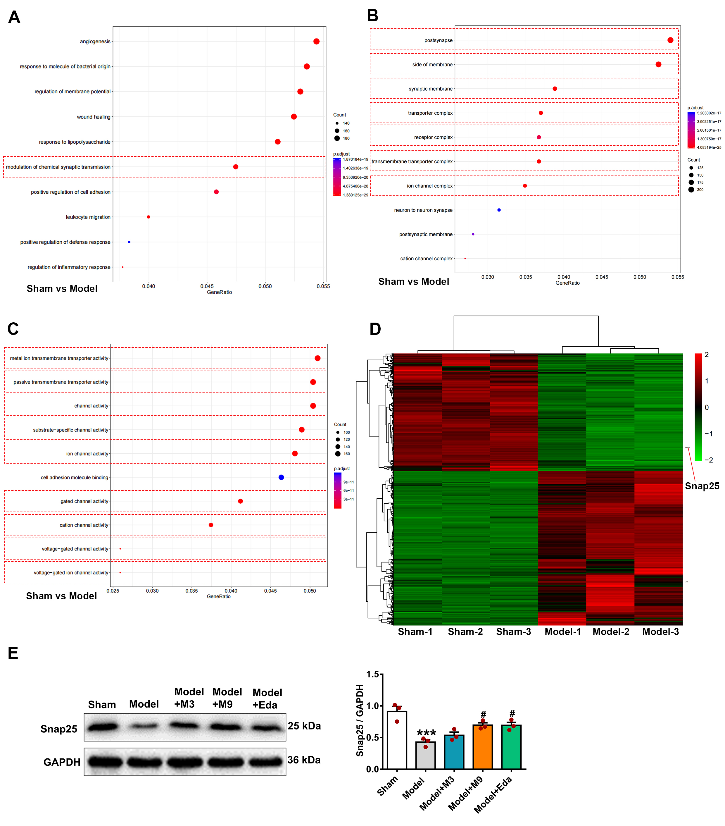 Siwakorn ページ Muscone Protects Against Ferroptosis-Induced Injury in