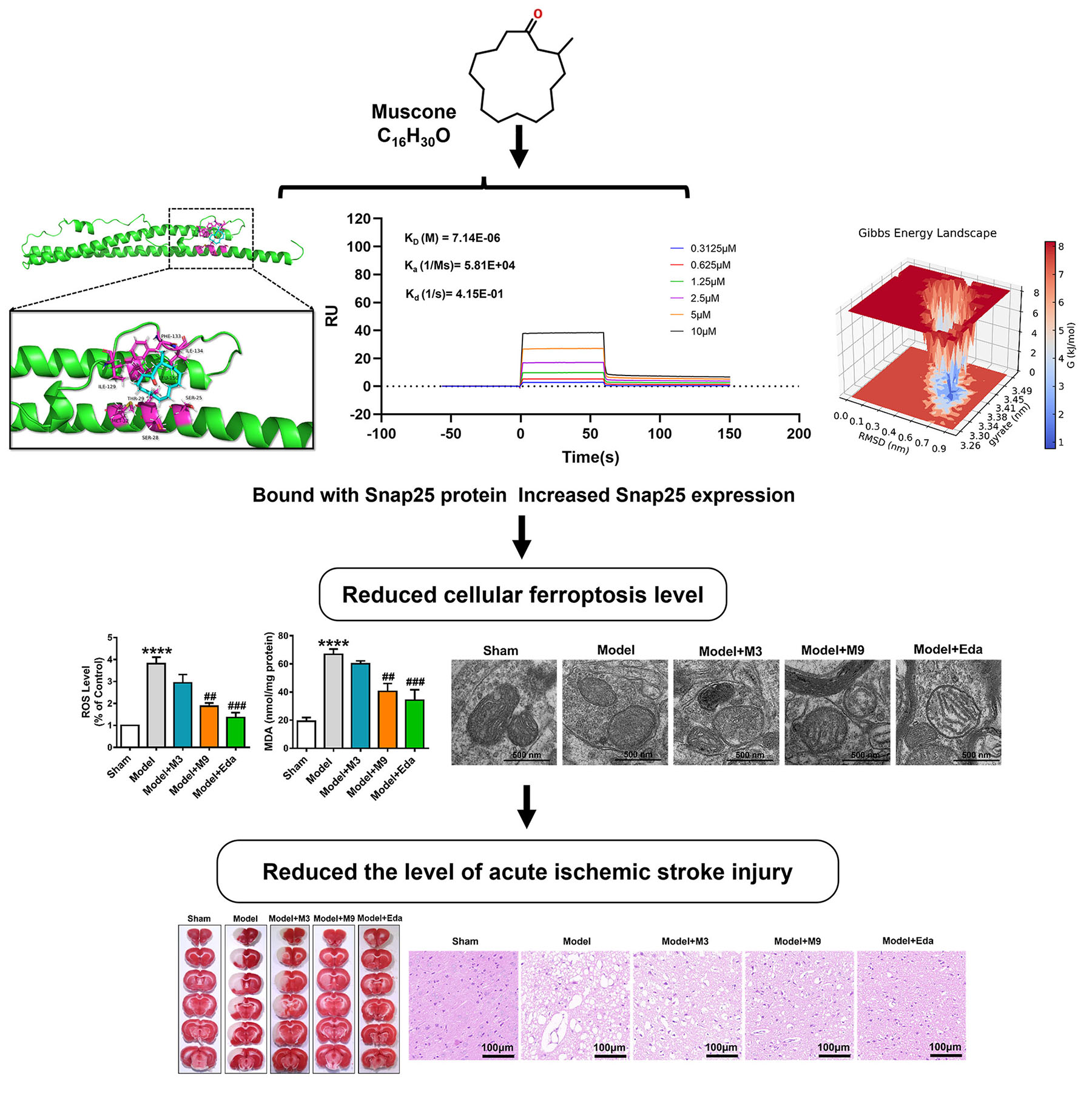 Siwakorn ページ Muscone Protects Against Ferroptosis-Induced Injury in