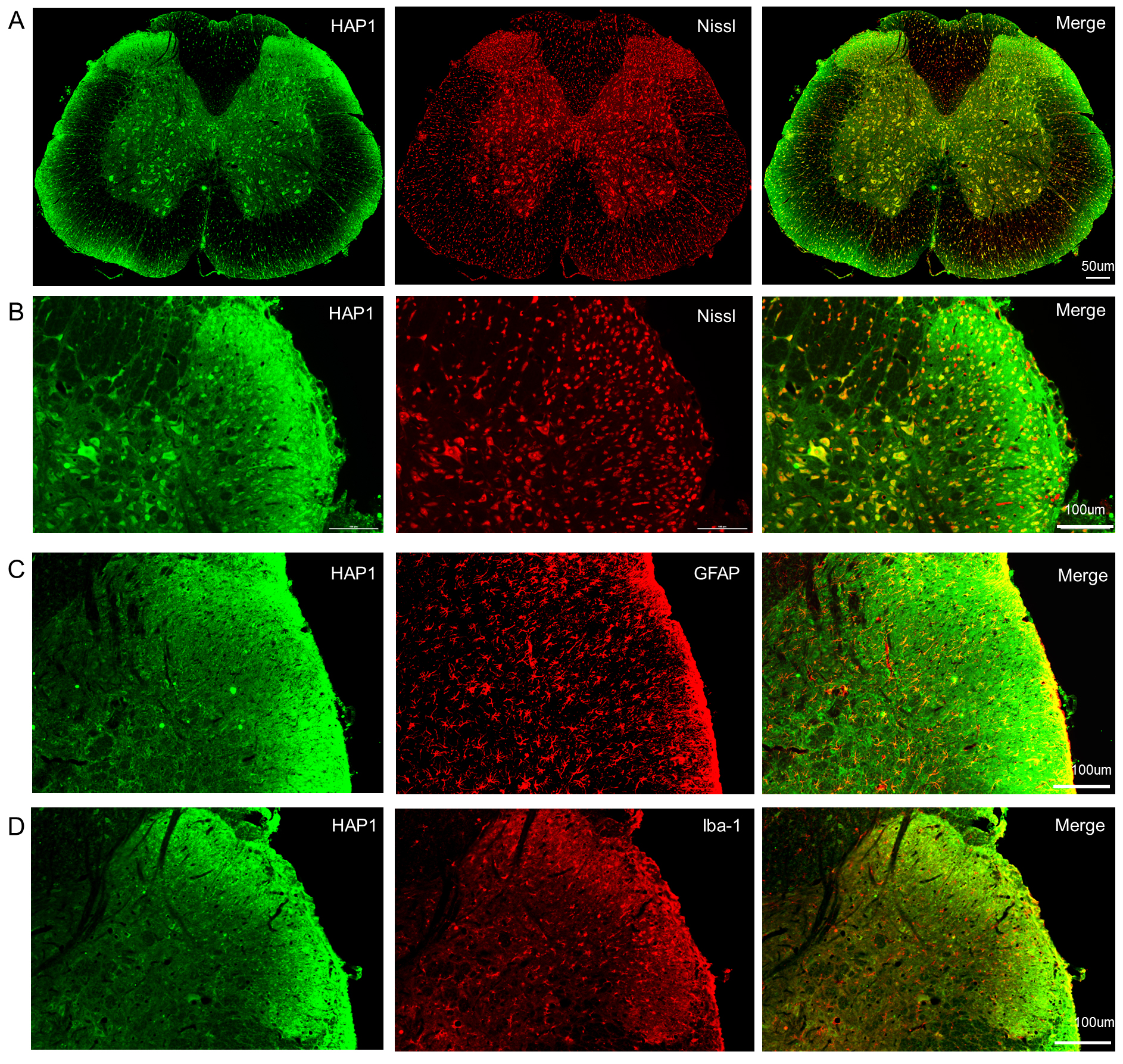 3ーDイラストレーション HAP1 Promotes Spinal Cord Injury Recovery Through BDNF
