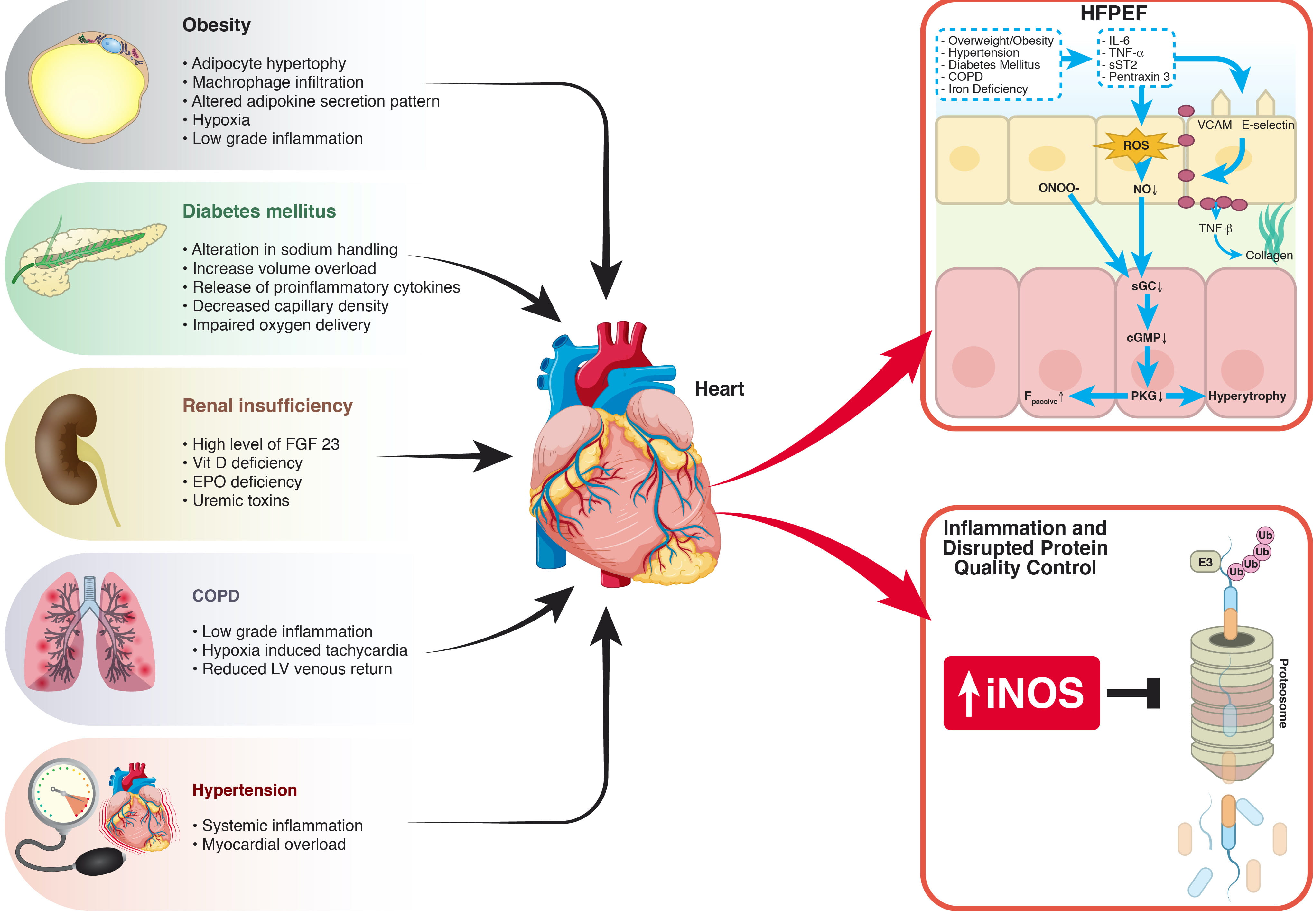 Left ventricular global systolic dysfunction has a significant role in the  development of diastolic heart failure in patients with systemic  hypertension