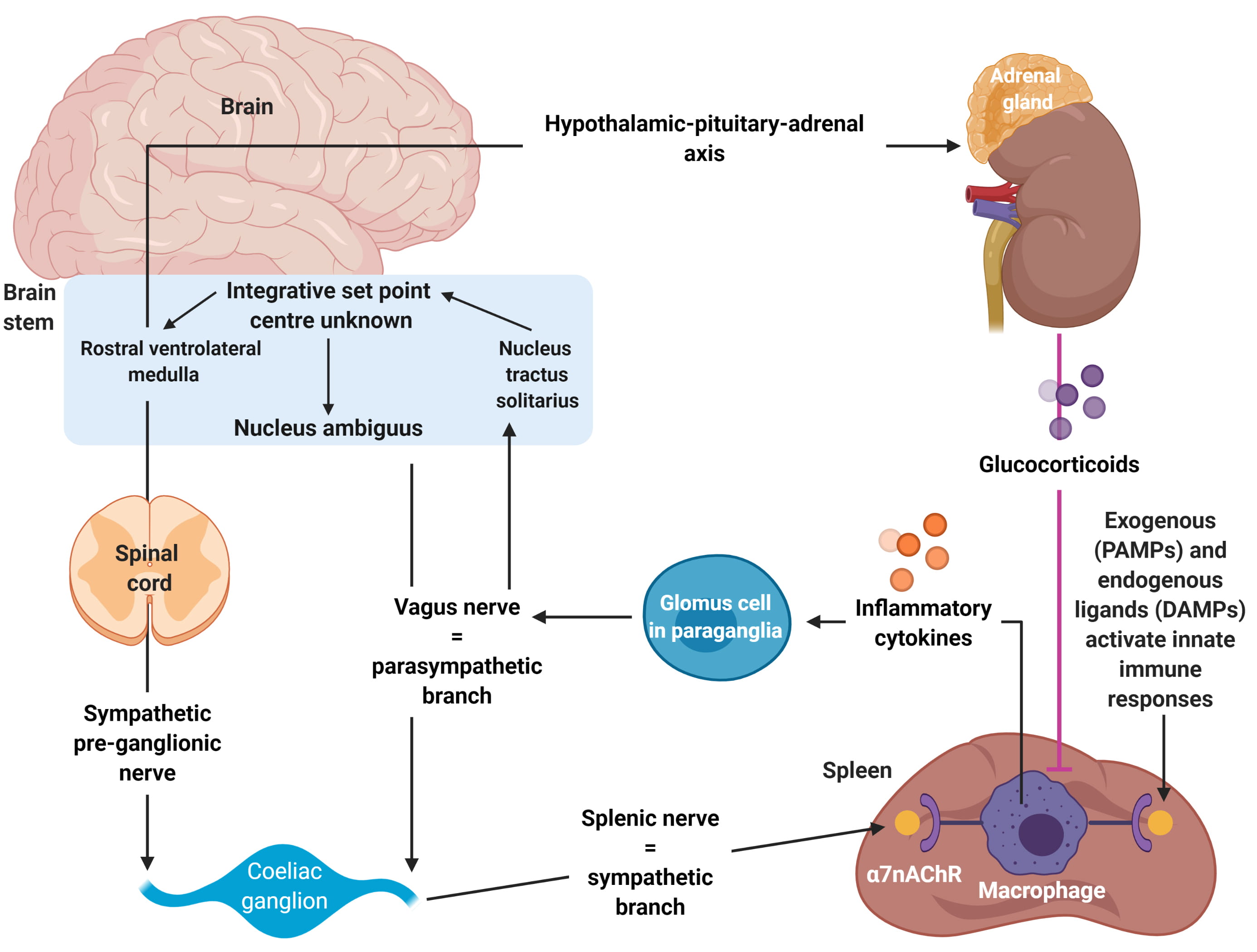 Clinical Overview Of Diabetes Mellitus As A Risk Factor For ...