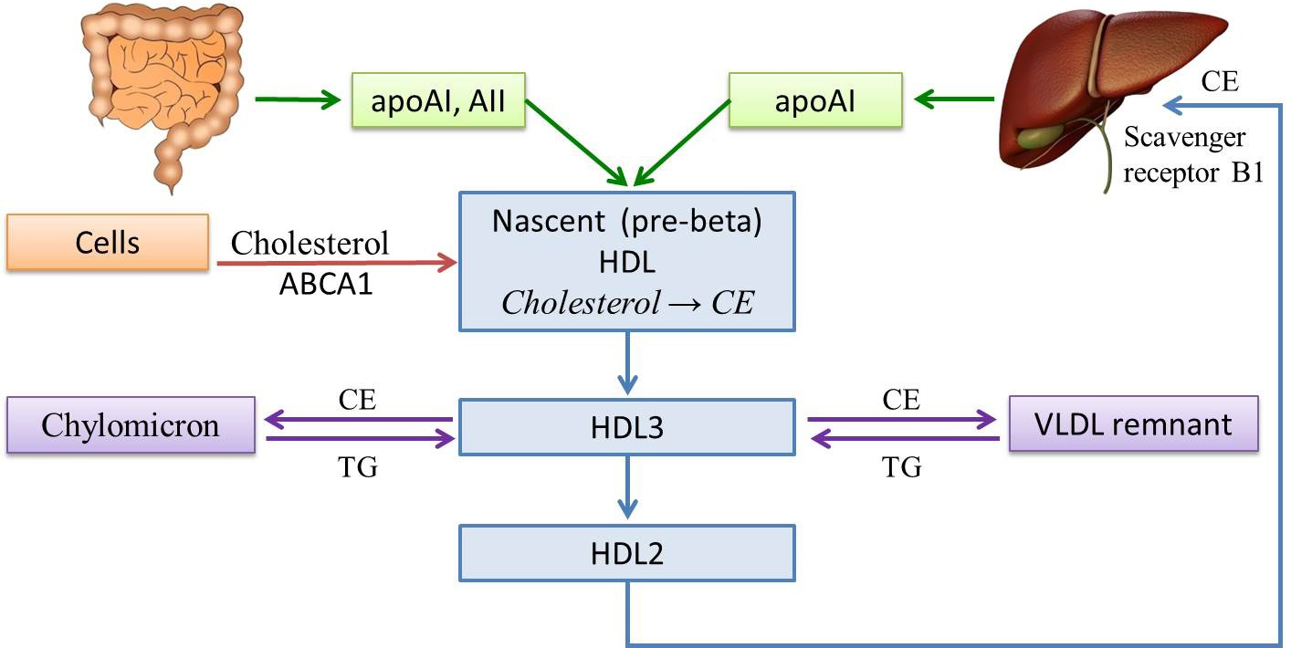 Pathophysiology Of Dyslipidemia