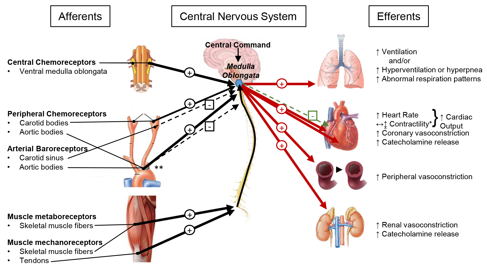 autonomic-cardiovascular-reflex-control-of-hemodynamics-during-exercise