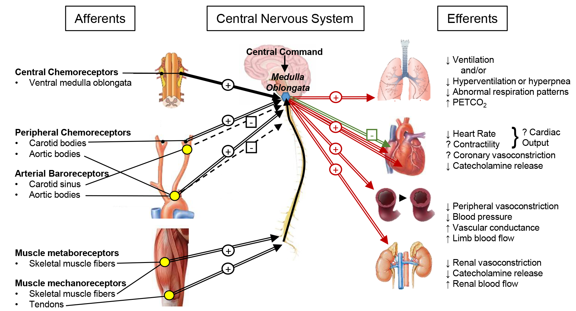 Autonomic Cardiovascular Reflex Control Of Hemodynamics During Exercise