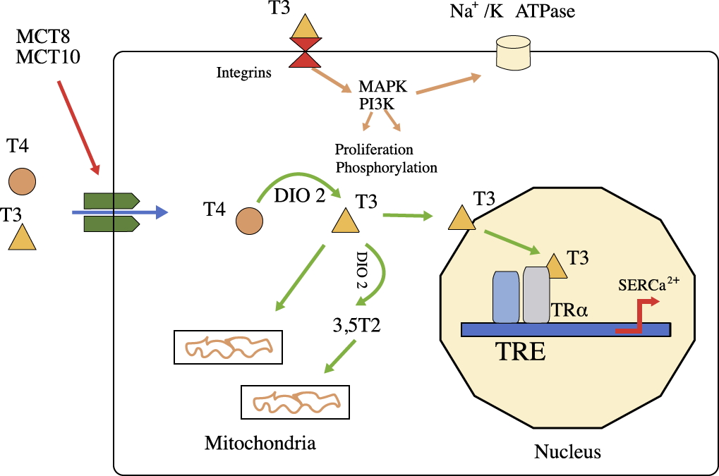 Cardiac manifestations in hyperthyroidism