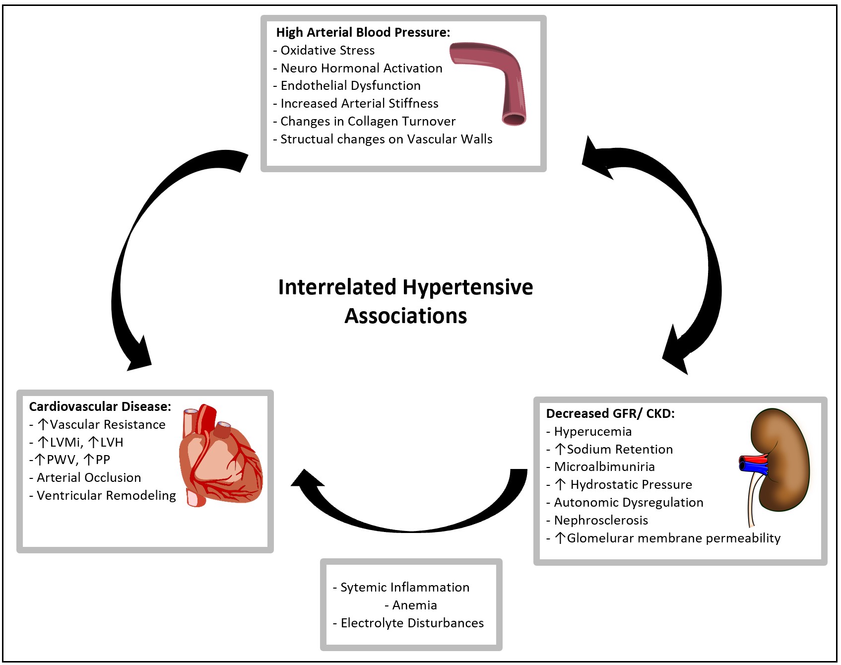 Increased Collagen Turnover Is a Feature of Fibromuscular