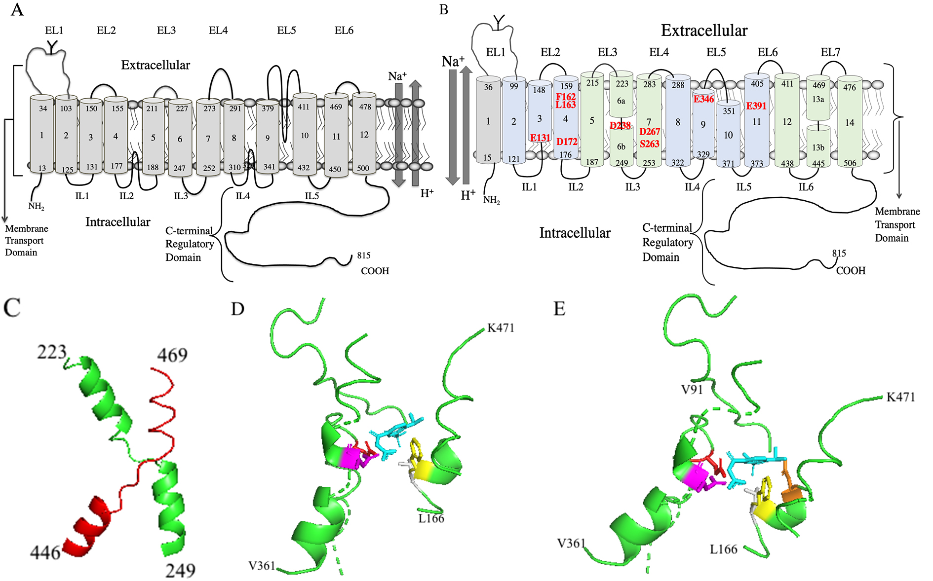 The Remaining Conundrum of the Role of the Na+/H+ Exchanger Isoform 1 ...