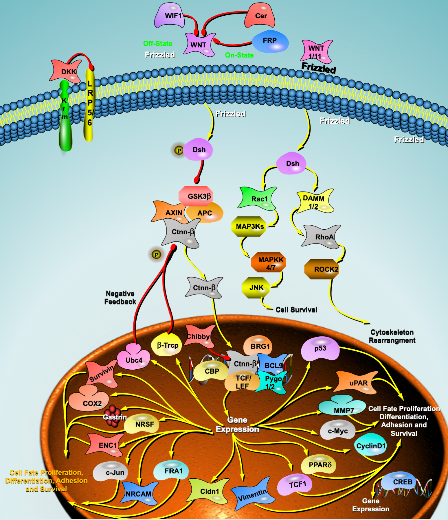 Rho-Kinase Mediates Angiotensin II-Induced Monocyte Chemoattractant  Protein-1 Expression in Rat Vascular Smooth Muscle Cells