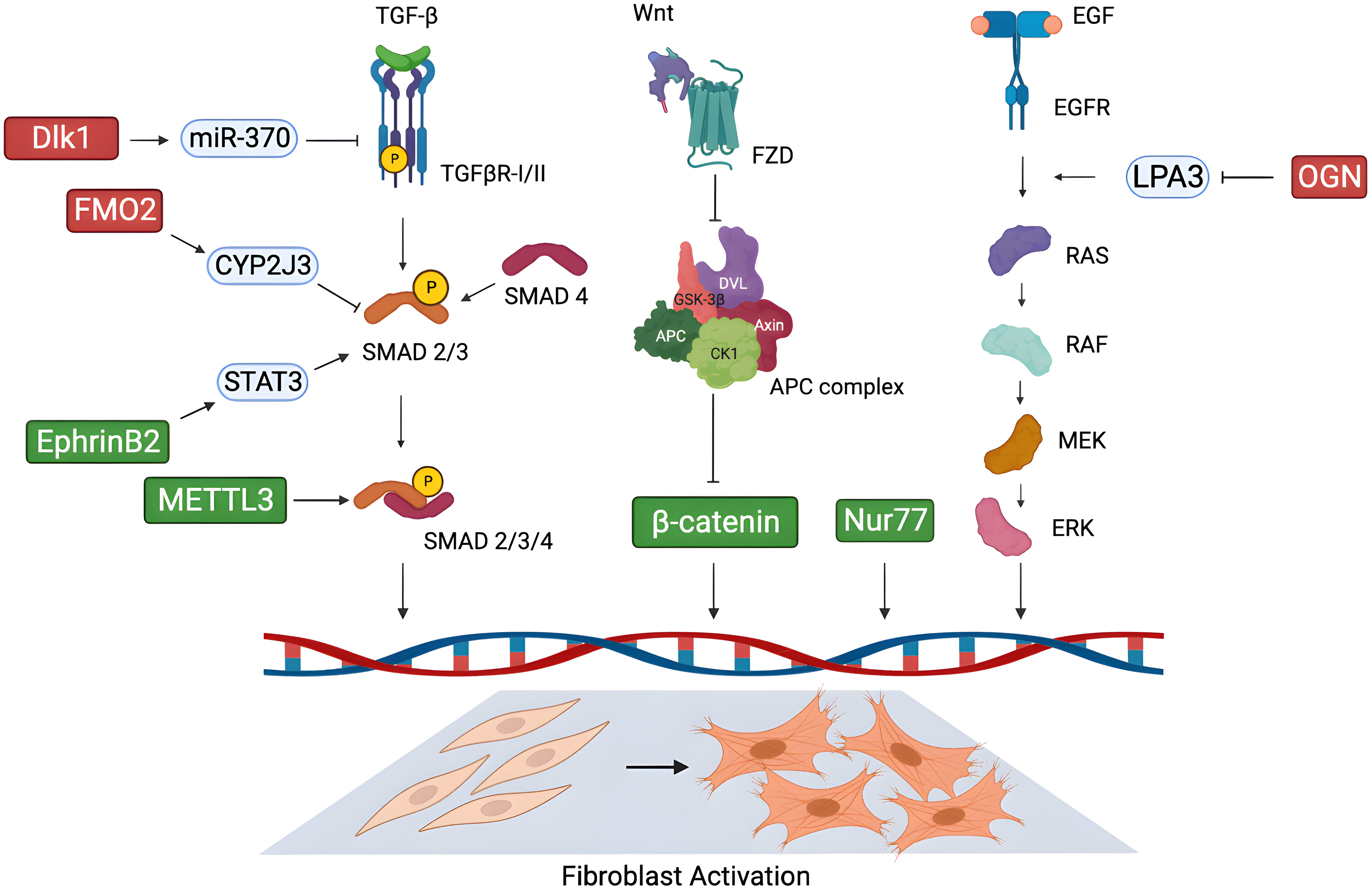 A Review Of Therapeutic Strategies Against Cardiac Fibrosis: From ...