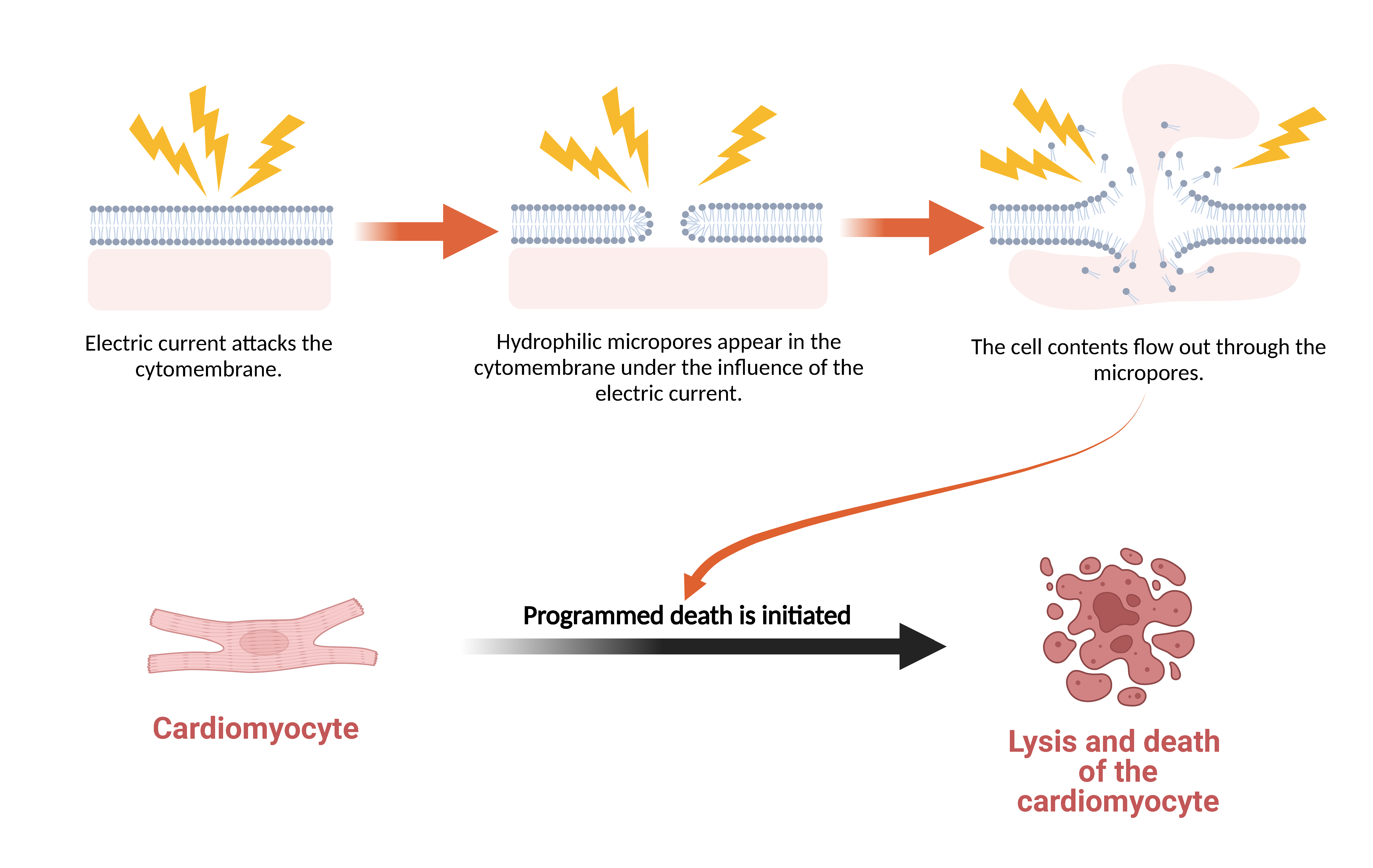 Pulsed Field Ablation for Atrial Fibrillation: Mechanisms, Advantages ...