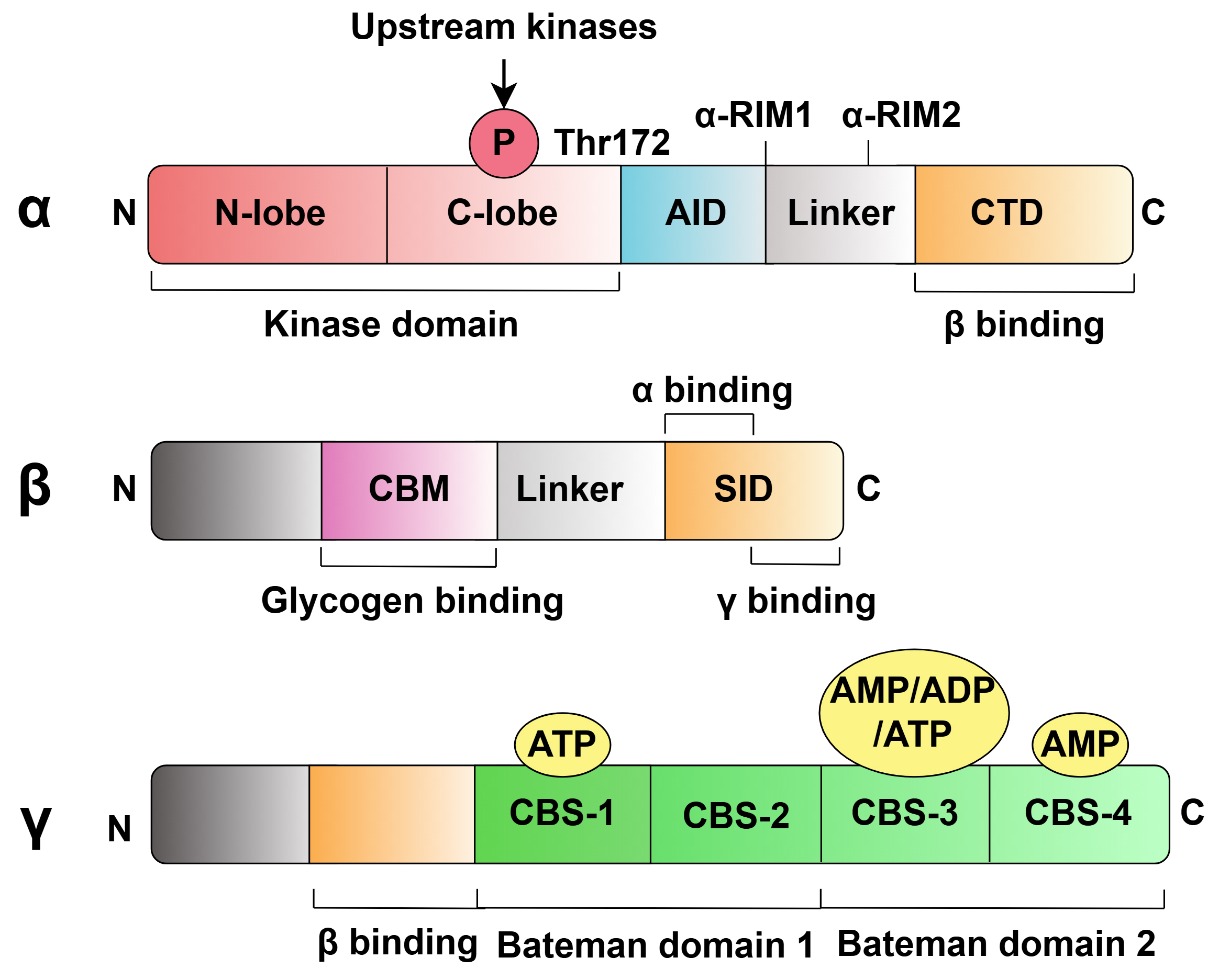 The Role of AMPKα in the Mechanism of Development and