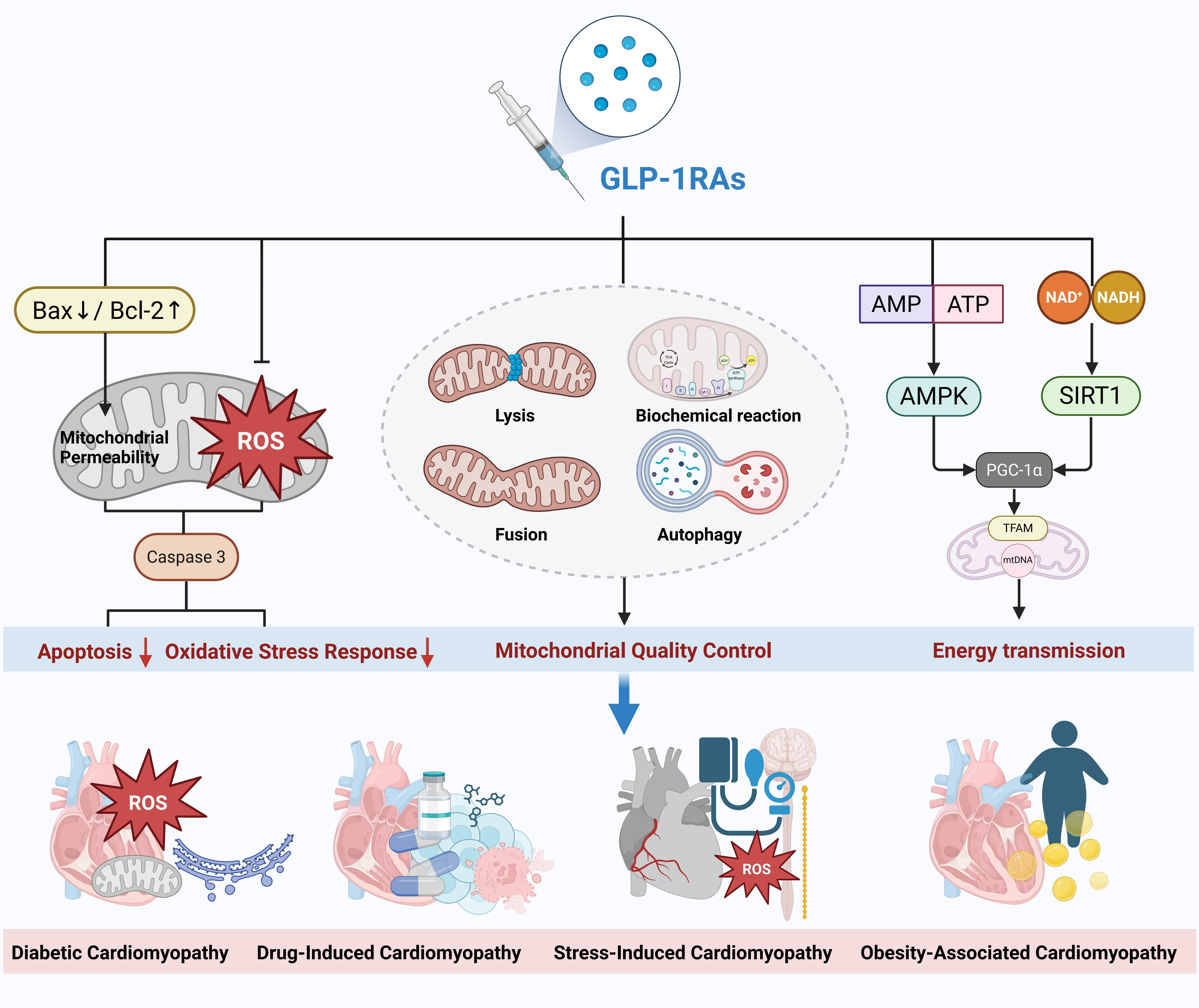 Research Progress on the Association Between GLP-1 Receptor