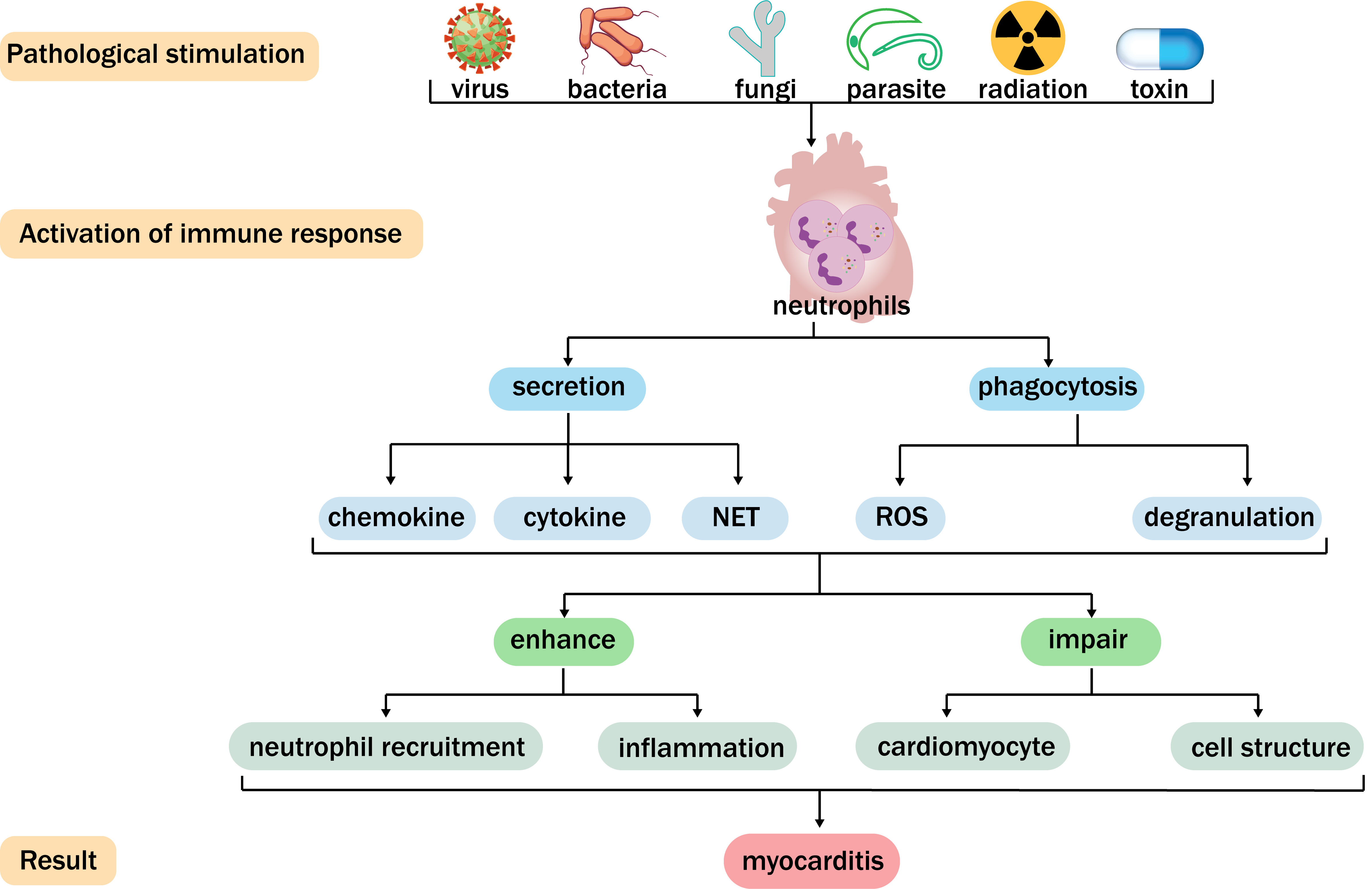 Neutrophils in Myocarditis: A Focus on the Secretory and
